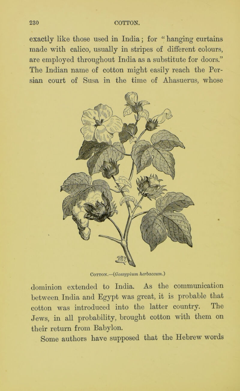 exactly like those used in India; for “ hanging curtains made with calico, usually in stripes of different colours, are employed throughout India as a substitute for doors.” The Indian name of cotton might easily reach the Per- sian court of Susa in the time of Ahasuerus, whose Cotton.—(Gossypium herbaceum.) dominion extended to India. As the communication between India and Egypt was great, it is probable that cotton was introduced into the latter country. The Jews, in all probability, brought cotton with them on their return from Babylon. Some authors have supposed that the Hebrew words