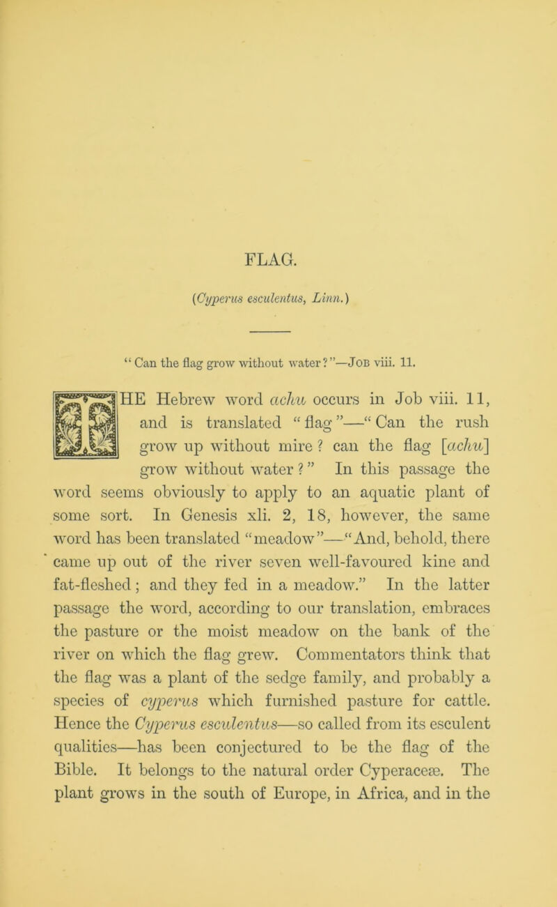 FLAG. (Cyperus esculentus, Linn.) “ Can the flag grow without water? ”—Job viii. 11. HE Hebrew word achu occurs in Job viii. 11, and is translated “ flag ”—“ Can the rush grow up without mire ? can the flag [achu] grow without water ? ” In this passage the word seems obviously to apply to an aquatic plant of some sort. In Genesis xli. 2, 18, however, the same word has been translated “meadow”—“And, behold, there ' came up out of the river seven well-favoured kine and fat-fleshed; and they fed in a meadow.” In the latter passage the word, according to our translation, embraces the pasture or the moist meadow on the bank of the river on which the flag grew. Commentators think that the flag was a plant of the sedge family, and probably a species of cyperus which furnished pasture for cattle. Hence the Cyperus esculentus—so called from its esculent qualities—has been conjectured to be the flag of the Bible. It belongs to the natural order Cyperacere. The plant grows in the south of Europe, in Africa, and in the
