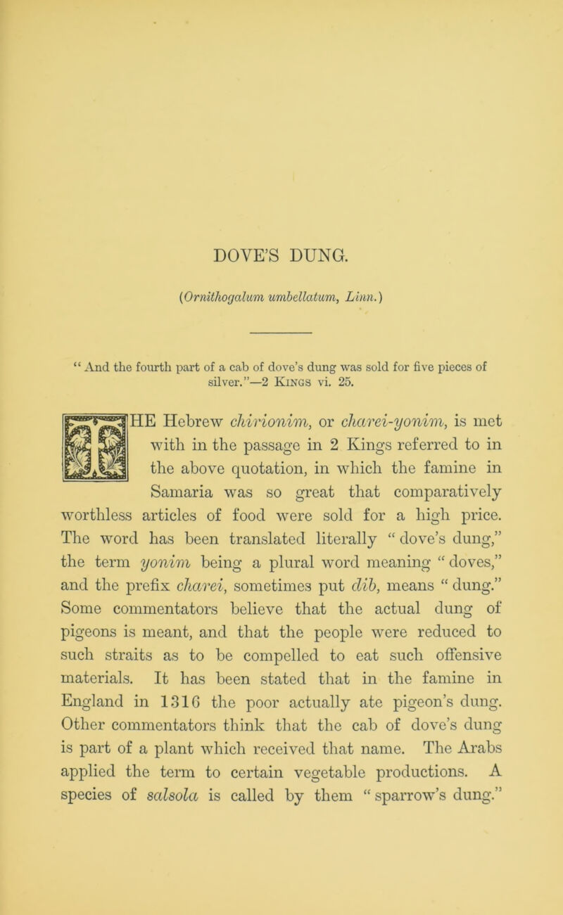 DOVE’S DUNG. (Ornithogalum umbellatum, Linn.) “ And the fourth part of a cab of dove’s dung was sold for five pieces of silver.”—2 Kings vi. 25. HE Hebrew chirionim, or charei-yonim, is met with in the passage in 2 Kings referred to in the above quotation, in which the famine in Samaria was so great that comparatively worthless articles of food were sold for a high price. The word has been translated literally “ dove’s dung,” the term yonim being a plural word meaning “ doves,” and the prefix charei, sometimes put dib, means “ dung.” Some commentators believe that the actual dung of pigeons is meant, and that the people were reduced to such straits as to be compelled to eat such offensive materials. It has been stated that in the famine in England in 1316 the poor actually ate pigeon’s dung. Other commentators think that the cab of dove’s dung is part of a plant which received that name. The Arabs applied the term to certain vegetable productions. A species of salsolcc is called by them “ sparrow’s dung.”