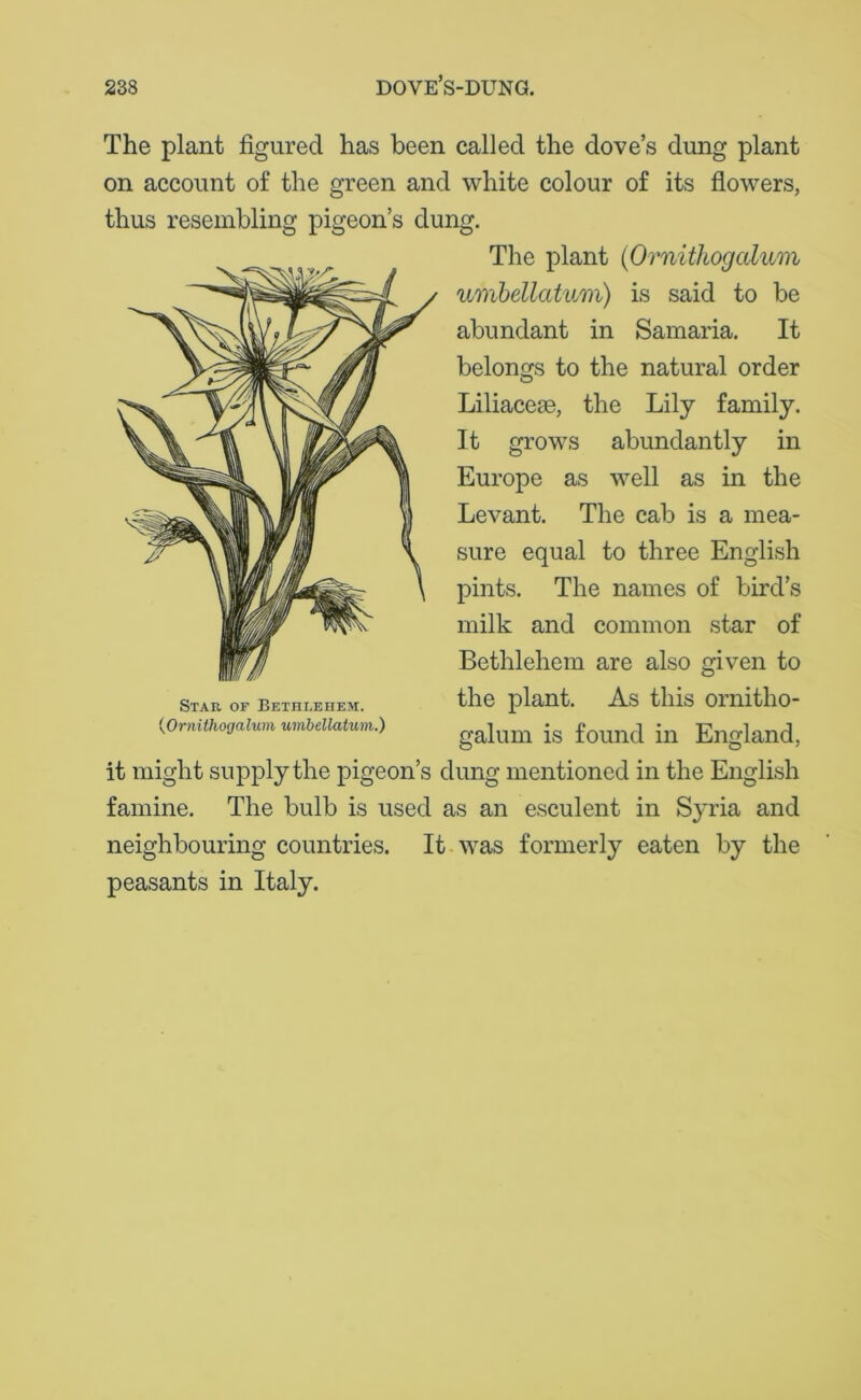 The plant figured has been called the dove’s dung plant on account of the green and white colour of its flowers, thus resembling pigeon’s dung. The plant (Ornithogcdum umbellatum) is said to be abundant in Samaria. It belongs to the natural order Liliacem, the Lily family. It grows abundantly in Europe as well as in the Levant. The cab is a mea- sure equal to three English pints. The names of bird’s milk and common star of Bethlehem are also given to the plant. As this ornitho- galum is found in England, it might supply the pigeon’s dung mentioned in the English famine. The bulb is used as an esculent in Syria and neighbouring countries. It was formerly eaten by the peasants in Italy. Star of Bethlehem. (Orn ithoga lum umbellatum.)