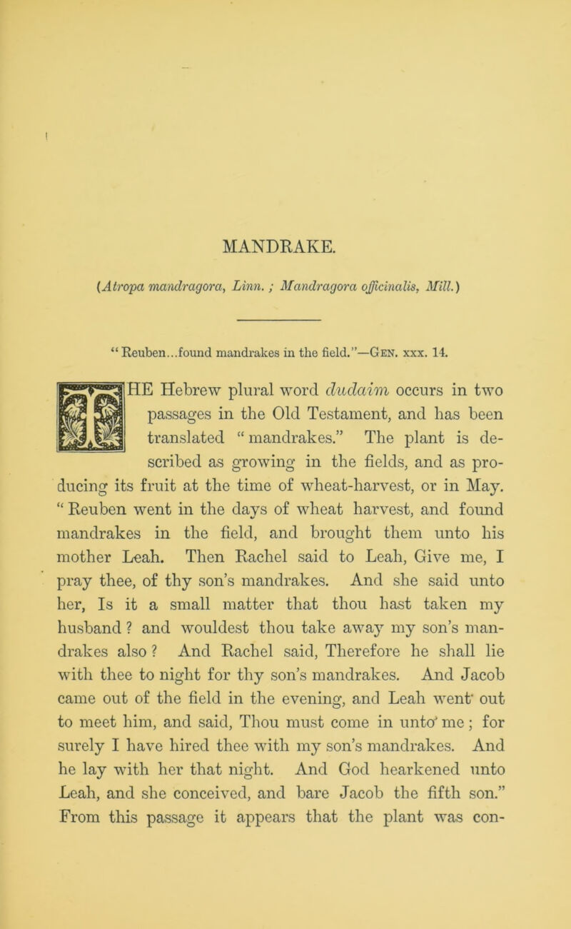 MANDRAKE. (Atropa mandragora, Linn. ; Mandragora officinalis. Mill.) “Reuben...found mandrakes in the field.”—Gen. xxx. 14. HE Hebrew plural word dudaim occurs in two passages in the Old Testament, and has been translated “ mandrakes.” The plant is de- scribed as growing in the fields, and as pro- ducing its fruit at the time of wheat-harvest, or in May. “ Reuben went in the days of wheat harvest, and found mandrakes in the field, and brought them unto his mother Leah. Then Rachel said to Leah, Give me, I pray thee, of thy son’s mandrakes. And she said unto her, Is it a small matter that thou hast taken my husband ? and wouldest thou take away my son’s man- drakes also ? And Rachel said, Therefore he shall lie with thee to night for thy son’s mandrakes. And Jacob came out of the field in the evening, and Leah went* out to meet him, and said, Thou must come in unto' me; for surely I have hired thee with my son’s mandrakes. And he lay with her that night. And God hearkened unto Leah, and she conceived, and bare Jacob the fifth son.” From this passage it appears that the plant was con-