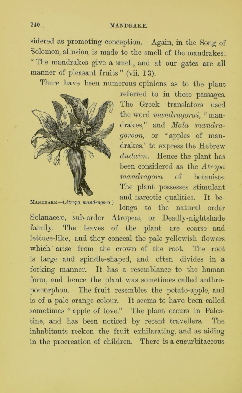 sidered as promoting conception. Again, in the Song of Solomon, allusion is made to the smell of the mandrakes: “ The mandrakes give a smell, and at our gates are all manner of pleasant fruits” (vii. 13). There have been numerous opinions as to the plant referred to in these passages. The Greek translators used the word mccndragorai, “ man- drakes,” and Mala mandva- goroon, or “ apples of man- drakes,” to express the Hebrew dudaim. Hence the plant has been considered as the Atropa mandragora of botanists. The plant possesses stimulant and narcotic qualities. It be- Mandrake.—(Atropa mandragora ) longs to the natural order Solanacese, sub-order Atropem, or Deadly-nightshade family. The leaves of the plant are coarse and lettuce-like, and they conceal the pale yellowish flowers which arise from the crown of the root. The root is large and spindle-shaped, and often divides in a forking manner. It has a resemblance to the human form, and hence the plant was sometimes called anthro- pomorphon. The fruit resembles the potato-apple, and is of a pale orange colour. It seems to have been called sometimes “ apple of love.” The plant occurs in Pales- tine, and has been noticed by recent travellers. The inhabitants reckon the fruit exhilarating, and as aiding in the procreation of children. There is a cucurbitaceous