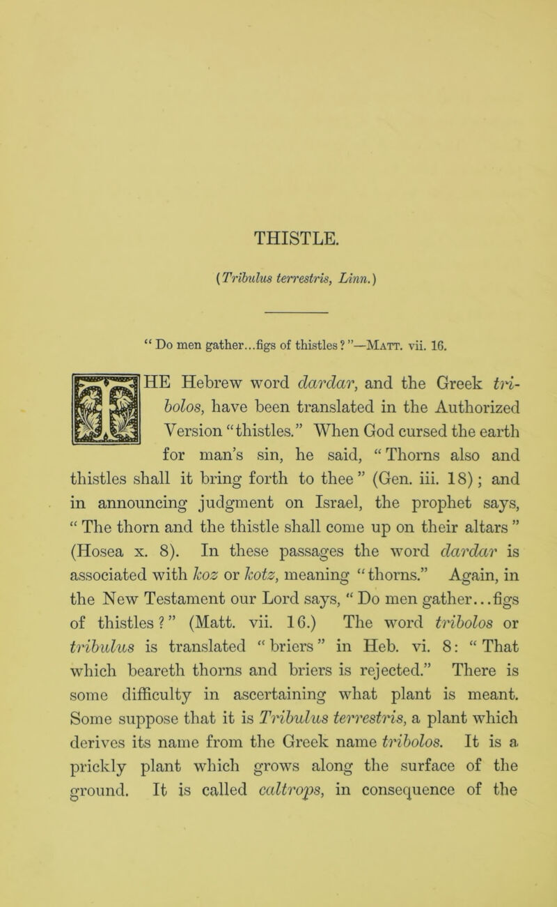 THISTLE. (Tribulus terrestris, Linn.) “ Do men gather...figs of thistles? ’’—Matt. vii. 16. HE Hebrew word dcirdar, and the Greek tri- bolos, have been translated in the Authorized Version “thistles.” When God cursed the earth for man’s sin, he said, “Thorns also and thistles shall it bring forth to thee” (Gen. iii. 18); and in announcing judgment on Israel, the prophet says, “ The thorn and the thistle shall come up on their altars ” (Hosea x. 8). In these passages the word dardar is associated with koz or kotz, meaning “ thorns.” Again, in the New Testament our Lord says, “ Do men gather.. .figs of thistles?” (Matt. vii. 16.) The word tribolos or tribulus is translated “ briers ” in Heb. vi. 8: “ That which beareth thorns and briers is rejected.” There is some difficulty in ascertaining what plant is meant. Some suppose that it is Tribulus terrestris, a plant which derives its name from the Greek name tribolos. It is a prickly plant which grows along the surface of the ground. It is called caltrops, in consequence of the