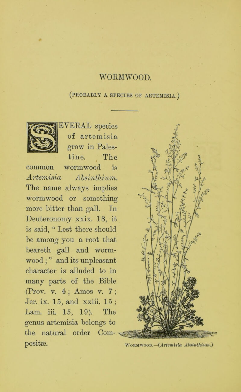 WORMWOOD. (PROBABLY A SPECIES OF ARTEMISIA.) EVERAL species of artemisia grow in Pales- tine. The common wormwood is Artemisia Absinthium. The name always implies wormwood or something more hitter than gall. In Deuteronomy xxix. 18, it is said, “ Lest there should be among you a root that beareth gall and worm- wood ; ” and its unpleasant character is alluded to in many parts of the Bible (Prov. v. 4 ; Amos v. 7 ; Lam. iii. 15, 19). The genus artemisia belongs to the natural order Com- posite. 4*