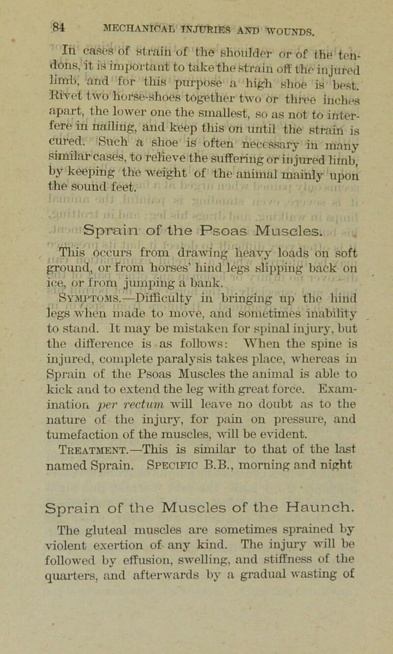 In eases of strain of the shoulder or of the ten- dons. it is important to take the strain oft the injured limb, and for this purpose a high shoe is best. Rivet two horse-shoes together two or three inches apart, the lower one the smallest, so as not to inter- fere in nailing, and keep this on until the strain is cured. Such a shoe is often necessary in many similar cases, to relieve the suffering or injured limb, by keeping the weight of the animal mainly upon the sound feet. Sprain of the Psoas Muscles. This occurs from drawing heavy loads on soft ground, or from horses' hind legs slipping back on ice, or from jumping a bank. Symptoms.—Difficulty in bringing up the hind legs when made to move, and sometimes inability to stand. It may be mistaken for spinal injury, but the difference is as follows: When the spine is injured, complete paralysis takes place, whereas in Sprain of the Psoas Muscles the animal is able to kick and to extend the leg with great force. Exam- ination per rectum will leave no doubt as to the nature of the injury, for pain on pressure, and tumefaction of the muscles, will be evident. Treatment.—This is similar to that of the last named Sprain. Specific B.B., morning and night Sprain of the Muscles of the Haunch. The gluteal muscles are sometimes sprained by violent exertion of any kind. The injury will be followed by effusion, swelling, and stiffness of the quarters, and afterwards by a gradual wasting of