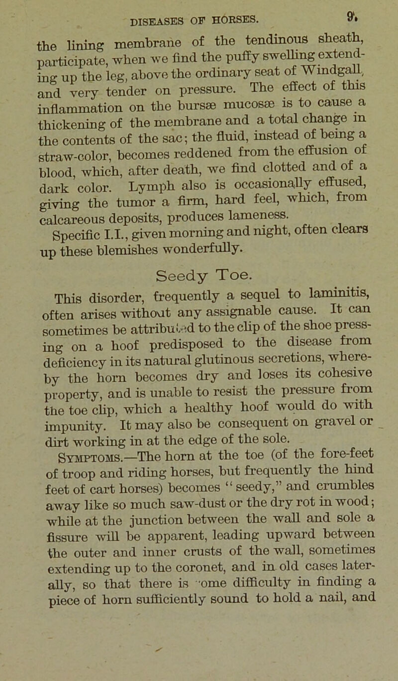 the lining membrane of the tendinous sheath, participate, when we find the puffy swelhng extend- ing up the leg, above the ordinary seat of Wmdgall, and very tender on pressure. The effect of this inflammation on the bursae mucosae is to cause a thickening of the membrane and a total change m the contents of the sac; the fluid, instead of being a straw-color, becomes reddened from the effusion of blood, which, after death, we find clotted and of a dark color. Lymph also is occasionally effused, giving the tumor a firm, hard feel, which, from calcareous deposits, produces lameness. Specific I.I., given morning and night, often clears up these blemishes wonderfully. Seedy Toe. This disorder, frequently a sequel to lamimtis, often arises without any assignable cause. It can sometimes be attributed to the clip of the shoe pi ess- ing on a hoof predisposed to the disease from deficiency in its natural glutinous secretions, where- by the hom becomes dry and loses its cohesive property, and is unable to resist the pressure fiom the toe clip, which a healthy hoof would do with impunity. It may also be consequent on gravel or dirt working in at the edge of the sole. Symptoms.—The horn at the toe (of the fore-feet of troop and riding horses, but frequently the hind feet of cart horses) becomes “ seedy,” and crumbles away like so much saw-dust or the dry rot in wood; while at the junction between the wall and sole a fissure will be apparent, leading upward between the outer and inner crusts of the wall, sometimes extending up to the coronet, and in old cases later- ally, so that there is ome difficulty in finding a piece of horn sufficiently sound to hold a nail, and