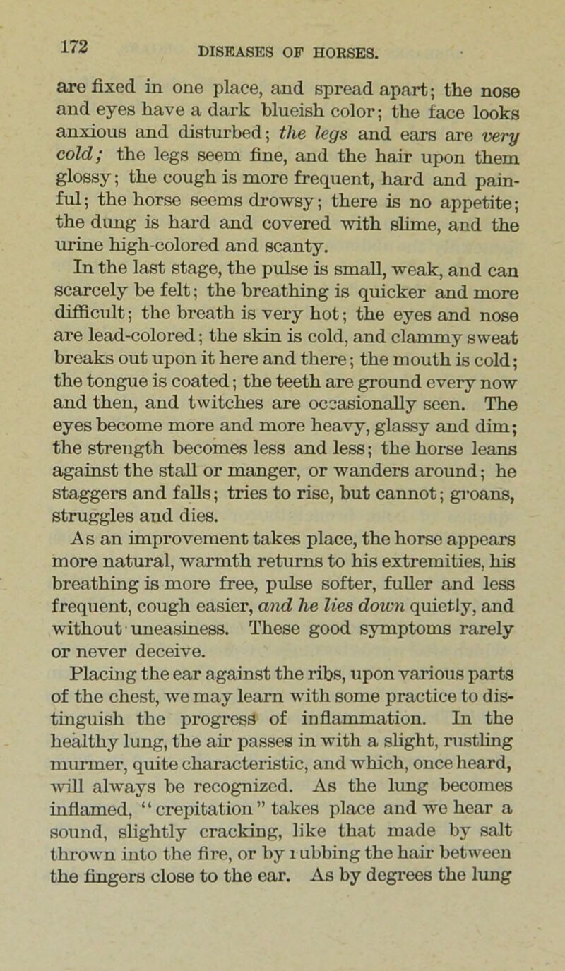 are fixed in one place, and spread apart; the nose and eyes have a dark blueish color; the face looks anxious and disturbed; the legs and ears are very cold; the legs seem fine, and the hair upon them glossy; the cough is more frequent, hard and pain- ful; the horse seems drowsy; there is no appetite; the dung is hard and covered with slime, and the urine high-colored and scanty. In the last stage, the pulse is small, weak, and can scarcely be felt; the breathing is quicker and more difficult; the breath is very hot; the eyes and nose are lead-colored; the skin is cold, and clammy sweat breaks out upon it here and there; the mouth is cold; the tongue is coated; the teeth are ground every now and then, and twitches are occasionally seen. The eyes become more and more heavy, glassy and dim; the strength becomes less and less; the horse leans against the stall or manger, or wanders around; he staggers and falls; tries to rise, but cannot; groans, struggles and dies. As an improvement takes place, the horse appears more natural, warmth returns to his extremities, his breathing is more free, pulse softer, fuller and less frequent, cough easier, and he lies down quietly, and without uneasiness. These good symptoms rarely or never deceive. Placing the ear against the ribs, upon various parts of the chest, we may learn with some practice to dis- tinguish the progress of inflammation. In the healthy lung, the air passes in with a slight, rustling murrner, quite characteristic, and which, once heard, Avill always be recognized. As the lung becomes inflamed, “ crepitation ” takes place and we hear a sound, slightly cracking, like that made by salt thrown into the fire, or by 1 ubbing the hair between the fingers close to the ear. As by degrees the lung