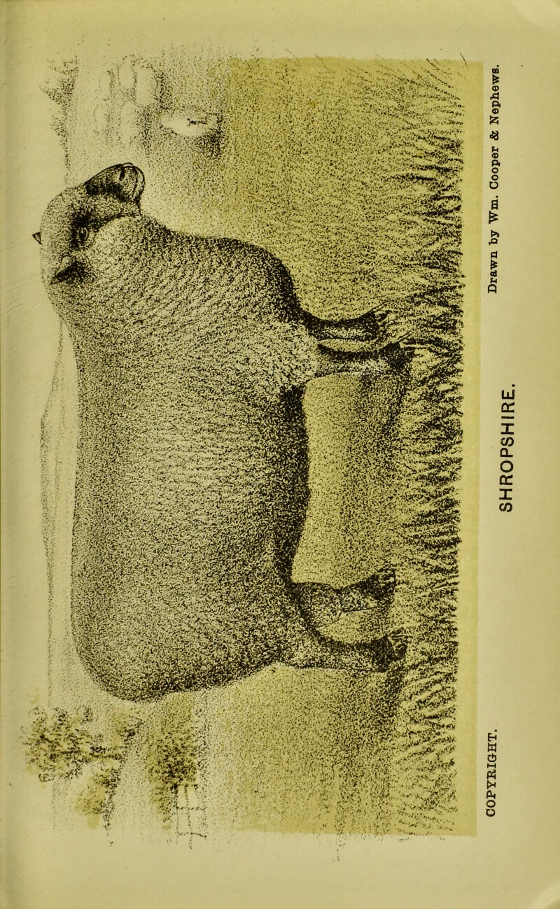 ssytfl r-; j_r. 12* ft** SgPi< r *'./ ' ■,■>•' 'A '**' • . ^8ai6fty|N^gS k, % 4 mmmm r£*y eJrjff>*>. ,>«g5f :-''JSf>-^3Bgg| $^Sf - V1'' ”: :.. -vr*'- '.■ ■L i- i•1 V'V.;* S'-' VaV^Qy'.,; .*.•;> XTl ^rnmsmm MM® i§t«p ?SSi^BS •- ^ffiKPS :'!' y/Jisj?*.-* ■ 'tff,u. COPYRIGHT. Drawn by Tm. Cooper Sc Nephews. SHROPSHIRE.