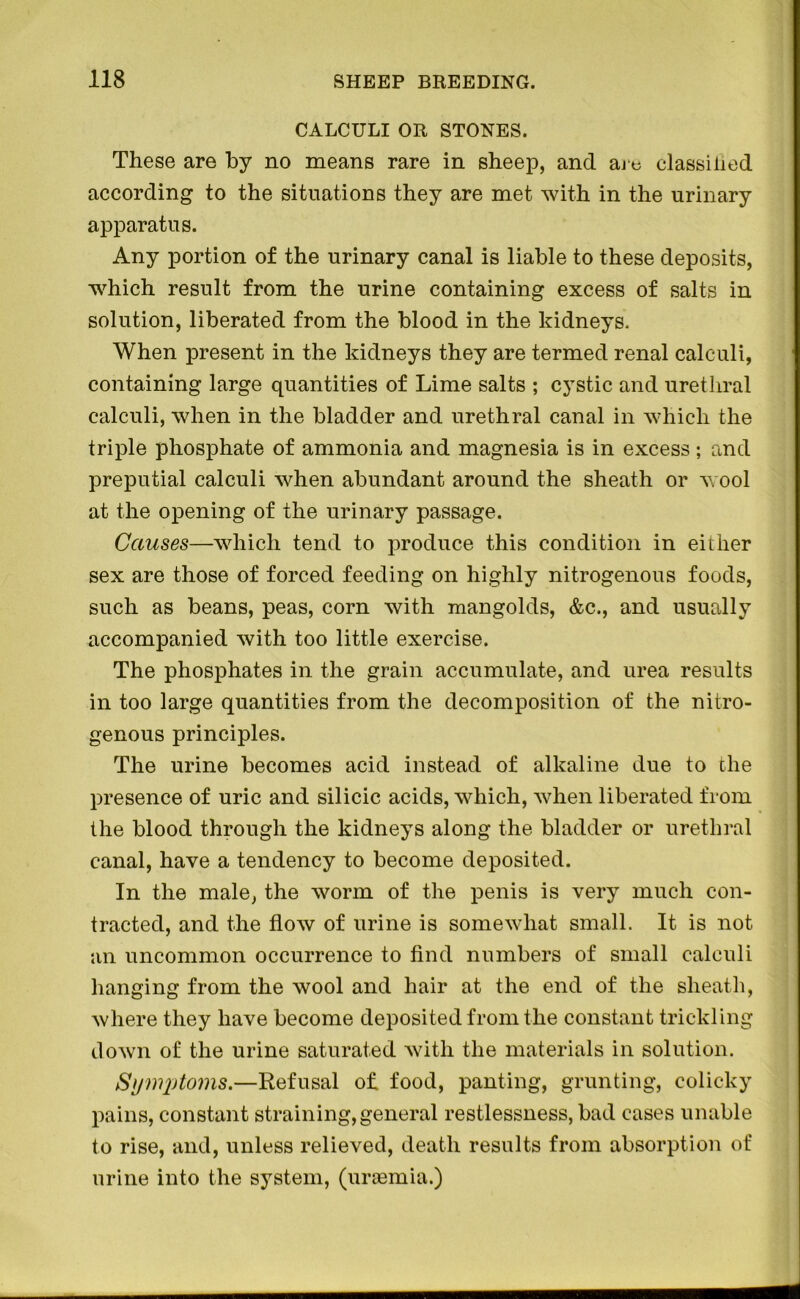 CALCULI OR STONES. These are by no means rare in sheep, and are classilied according to the situations they are met with in the urinary apparatus. Any portion of the urinary canal is liable to these deposits, which result from the urine containing excess of salts in solution, liberated from the blood in the kidneys. When present in the kidneys they are termed renal calculi, containing large quantities of Lime salts ; cystic and urethral calculi, when in the bladder and urethral canal in which the triple phosphate of ammonia and magnesia is in excess; and preputial calculi when abundant around the sheath or wool at the opening of the urinary passage. Causes—which tend to produce this condition in either sex are those of forced feeding on highly nitrogenous foods, such as beans, peas, corn with mangolds, &c., and usually accompanied with too little exercise. The phosphates in the grain accumulate, and urea results in too large quantities from the decomposition of the nitro- genous principles. The urine becomes acid instead of alkaline due to the presence of uric and silicic acids, which, when liberated from the blood through the kidneys along the bladder or urethral canal, have a tendency to become deposited. In the male, the worm of the penis is very much con- tracted, and the flow of urine is somewhat small. It is not an uncommon occurrence to find numbers of small calculi hanging from the wool and hair at the end of the sheath, where they have become deposited from the constant trickling down of the urine saturated with the materials in solution. Symptoms.—Refusal of. food, panting, grunting, colicky pains, constant straining, general restlessness, bad cases unable to rise, and, unless relieved, death results from absorption of urine into the system, (ursemia.)
