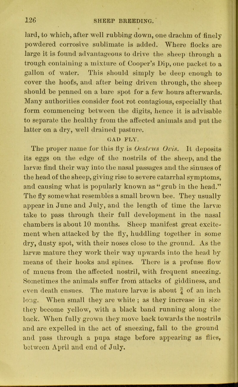 lard, to which, after well rubbing down, one drachm of finely powdered corrosive sublimate is added. Where flocks are large it is found advantageous to drive the sheep through a trough containing a mixture of Cooper’s Dip, one packet to a gallon of water. This should simply be deep enough to cover the hoofs, and after being driven through, the sheep should be penned on a bare spot for a few hours afterwards. Many authorities consider foot rot contagious, especially that form commencing between the digits, hence it is advisable to separate the healthy from the affected animals and put the latter on a dry, well drained pasture. GAD FLY. The proper name for this fly is Oestrus Ovis. It deposits its eggs on the edge of the nostrils of the sheep, and the larvae find their way into the nasal passages and the sinuses of the head of the sheep, giving rise to severe catarrhal symptoms, and causing what is popularly known as “grub in the head.” The fly somewhat resembles a small brown bee. They usually appear in June and July, and the length of time the larvae take to pass through their full development in the nasal chambers is about 10 months. Sheep manifest great excite- ment when attacked by the fly, huddling together in some dry, dusty spot, with their noses close to the ground. As the larvae mature they work their way upwards into the head by means of their hooks and spines. There is a profuse flow of mucus from the affected nostril, with frequent sneezing. Sometimes the animals suffer from attacks of giddiness, and even death ensues. The mature larvae is about of an inch long. When small they are white ; as they increase in size they become yellow, with a black band running along the back. When fully grown they move back towards the nostrils and are expelled in the act of sneezing, fall to the ground and pass through a pupa stage before appearing as flies, between April and end of July.