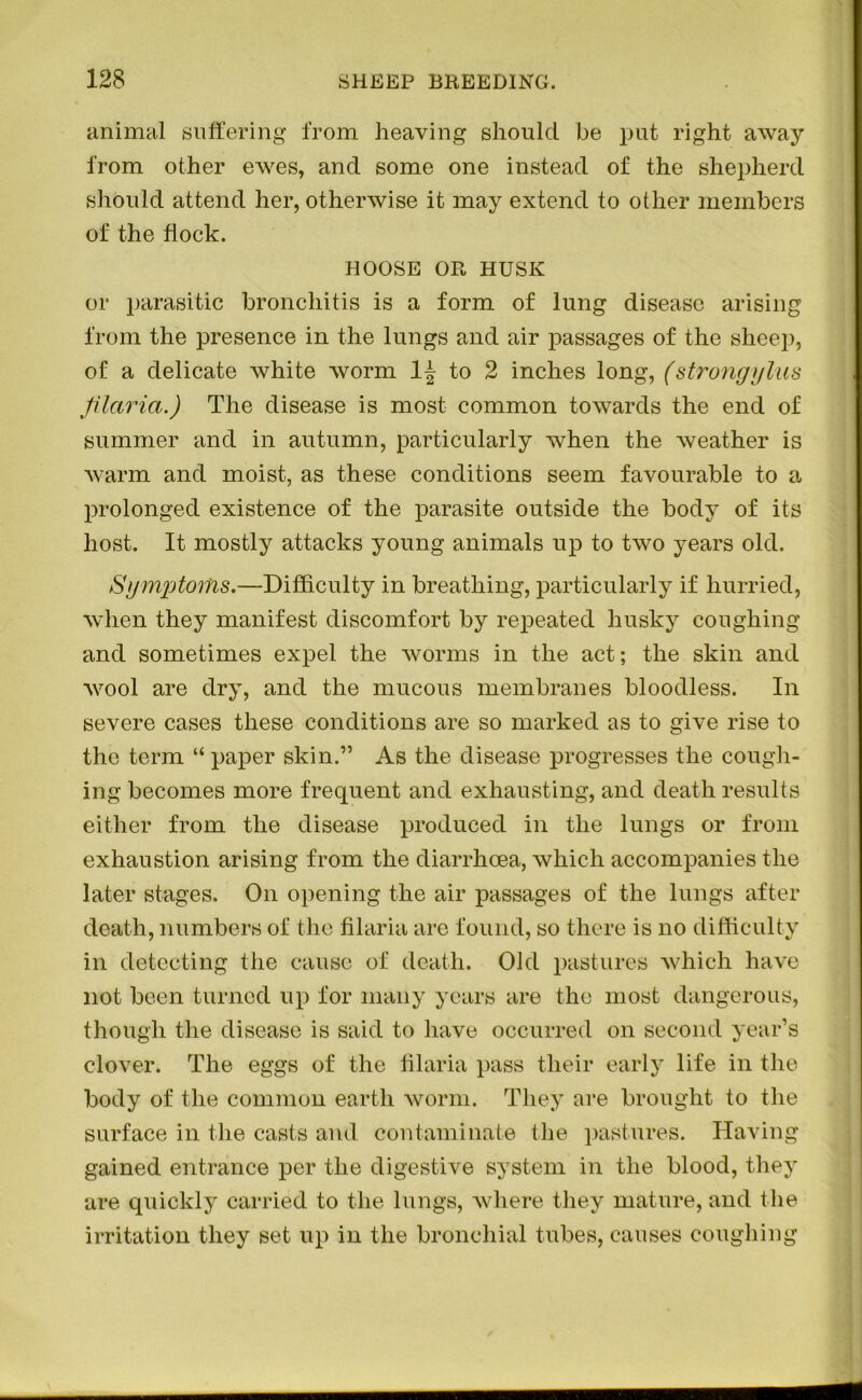 animal suffering from heaving should be put right away from other ewes, and some one instead of the shepherd should attend her, otherwise it may extend to other members of the flock. HOOSE OR HUSK or parasitic bronchitis is a form of lung disease arising from the presence in the lungs and air passages of the sheep, of a delicate white worm 1^ to 2 inches long, (strong gins jilaria.) The disease is most common towards the end of summer and in autumn, particularly when the weather is warm and moist, as these conditions seem favourable to a prolonged existence of the parasite outside the body of its host. It mostly attacks young animals up to two years old. Symptoms.—Difficulty in breathing, particularly if hurried, when they manifest discomfort by repeated husky coughing and sometimes expel the worms in the act; the skin and wool are dry, and the mucous membranes bloodless. In severe cases these conditions are so marked as to give rise to the term “ paper skin.” As the disease progresses the cough- ing becomes more frequent and exhausting, and death results either from the disease produced in the lungs or from exhaustion arising from the diarrhoea, which accompanies the later stages. On opening the air passages of the lungs after death, numbers of the filaria arc found, so there is no difficulty in detecting the cause of death. Old pastures which have not been turned up for many years are the most dangerous, though the disease is said to have occurred on second year’s clover. The eggs of the filaria pass their early life in the body of the common earth worm. They are brought to the surface in the casts and contaminate the pastures. Having gained entrance per the digestive system in the blood, they are quickly carried to the lungs, where they mature, and the irritation they set up in the bronchial tubes, causes coughing