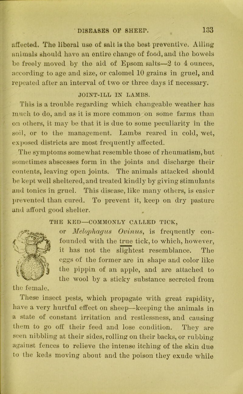 affected. The liberal use of salt is tho best preventive. Ailing animals should have an entire change of food, and the bowels be freely moved by the aid of Epsom salts—2 to 4 ounces, according to age and size, or calomel 10 grains in gruel, and repeated after an interval of two or three days if necessary. JOINT-ILL IN LAMBS. This is a trouble regarding which changeable weather has much to do, and as it is more common on some farms than on others, it may be that it is due to some peculiarity in the soil, or to the management. Lambs reared in cold, wet, exposed districts are most frequently affected. The symptoms somewhat resemble those of rheumatism, but sometimes abscesses form in the joints and discharge their contents, leaving open joints. The animals attacked should be kept well sheltered, and treated kindly by giving stimulants and tonics in gruel. This disease, like many others, is easier prevented than cured. To prevent it, keep on dry pasture and afford good shelter. THE RED—COMMONLY CALLED TICK, or Melophcigus Ovinus, is frequently con- founded with the true tick, to which, however, it has not the slightest resemblance. The eggs of the former are in shape and color like the pippin of an apple, and are attached to the wool by a sticky substance secreted from the female. These insect pests, which propagate with great rapidity, have a very hurtful effect on sheep—keeping the animals in a state of constant irritation and restlessness, and causing them to go off their feed and lose condition. They are seen nibbling at their sides, rolling on their backs, or rubbing against fences to relieve the intense itching of the skin due to the keds moving about and the poison they exude while