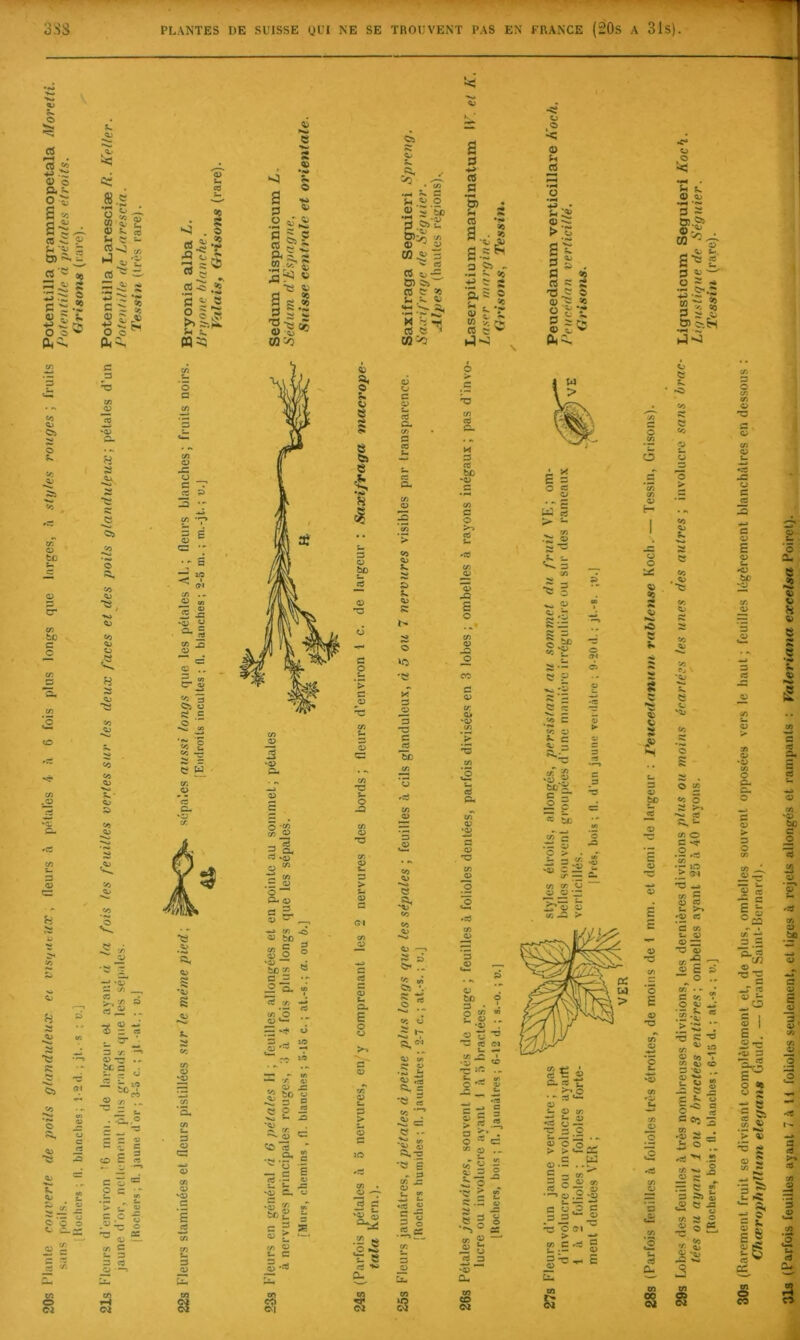 30s (Rarement fruit se divisant complètement et, de plus, ombelles souvent opposées vers le haut; feuilles légèrement blanchâtres en dessous : Chœrojihyllirm elegans Gaud. — Grand Saint-Bernard).