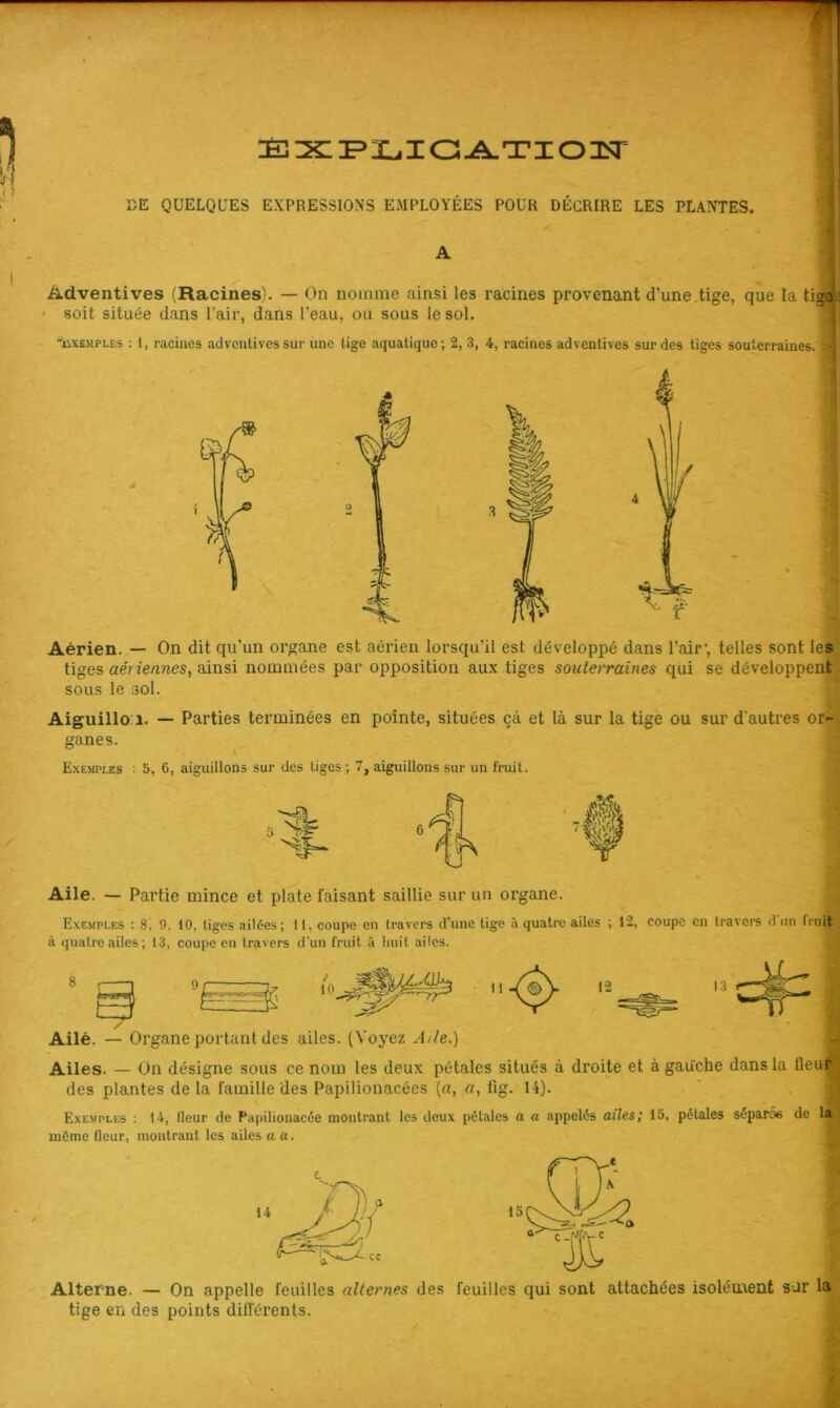 :È1 XJL, IG-A. TIO 3ST DE QUELQUES EXPRESSIONS EMPLOYÉES POUR DÉCRIRE LES PLANTES. A Adventives (Racines). — On nomme ainsi les racines provenant d’une,tige, que la tigo^ ' soit située dans l’air, dans l’eau, ou sous le sol. i 'uxEMPLES ; 1, racines adventives sur une tige aquatique; 2, 3, 4, racines advenlives sur des tiges souterraines» -J Aérien. — On dit qu’un organe est aérien lorsqu’il est développé dans l’air', telles sont les tiges aériennes, ainsi nommées par opposition aux tiges souterraines qui se développent sous le 3ol. Aiguillo i. — Parties terminées en pointe, situées çà et là sur la tige ou sur d’autres or- ganes. Exemples ; 5, 6, aiguillons sur des tiges ; 7, aiguillons sur un fruit. Aile. — Partie mince et plate faisant saillie sur un organe. Exemples : 8, 9, 10, tiges ailées ; 11, coupe en travers d'une tige à quatre ailes ; 12, coupe en travers d un fruit à quatre ailes; 13, coupe en travers d'un fruit à huit ailes. Ailé. — Organe portant des ailes. (Voyez Aile.) Ailes. — On désigne sous ce nom les deux pétales situés à droite et à gauche dans la fleuf'^i des plantes de la famille des Papilionacées {a, n, fig. 14). ■ ' < Exemples : 14, fleur de Papilionacée montrant les deux pétales a a appelés ailes; 15, pétales séparoe de la môme fleur, montrant les ailes a a. 14 Alterne. — On appelle feuilles alternes des tige en des points différents. feuilles qui sont attachées isolément sur la