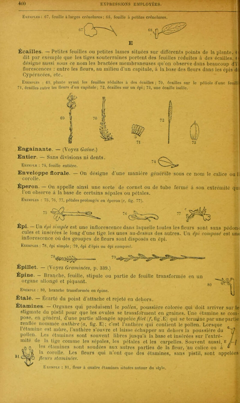 Exemples: 67, feuille à larges créuelures; 68, feuille à petites crénelures. 67' 68 n E Écailles. — Petites feuilles ou petites lames situées sur différents points de la plante. ( dit par exemple que les tiges souterraines portent des feuilles réduites à des écailles. ( désigne aussi sous ce nom les bractées membraneuses qu’on observe dans beaucoup d'i tlorescences : entre les Heurs, au milieu d’un capitule, à la base des fleurs dans les épis d Cypéracées, etc. Exemples ; 69. plante ayant les feuilles réduites à des écailles ; 70, écailles sur le pétiole d’une feuill 71, écailles entre les Heurs d'un capitule; 72, écailles sur un épi; 73, une écaille isolée. 69 70 n 71 Ëngainante. — (Voyez Gaine.) Entier. — Sans divisions ni dents. Exemple : 74, feuille entière. Enveloppe florale. — On désigne d’une manière générale sous ce nom le calice ou I corolle. Éperon. — On appelle ainsi une sorte de cornet ou de tube fermé à son extrémité qu l’on observe à la base de certains sépales ou pétales. Exemples : 75, 76, 77, pétales prolongés en éperon (c, fig. 77). /O * Épi. — Un e'/jf simple est une inflorescence dans laquelle toutes les fleurs sont sans pédon- cules et insérées le long d’une tige les unes au-dessus des autres. Un épi composé est tint inflorescence où des groupes de fleurs sont disposés en épi. Exemi'les : 78, épi simple; 79, épi d'épis ou épi composé. '8„ 79, 80 li Épillet. — (Voyez Graminées, p. 339.) Épine. — Branche, feuille, stipule ou partie de feuille transformée en un organe allongé et piquant. Exemple : 80, branche transformée en épine. Étalé. — Écarté du point d’attache et rejeté eu dehors. Étamines. — Organes qui produisent le pollen, poussière colorée qui doit arriver sur le stigmate du pistil pour que les ovules se transfoTment en graines. Une étamine se com- pose, en général, d’une partie allongée appelée/îiei (/*, fig .E) qui se termine par une partie renflée nommée anthère [a, fig. E); c’est l’anthère qui contient le pollen. Lorsque l’étamine est mûre, l’anthère s’ouvre et laisse échapper au dehors la poussière du pollen. Les étamines sont souvent libres jusqu’à la base et insérées sur l’extré- mité de la lige comme les sépales, les pétales et les carpelles. Souvent aussi, e/L^ (J 0 les etamines sont soudées aux autres parties de la fleur, (au calice ou à le. corolle. Les fleurs qui n’ont que des étamines, sans pistil, sont appelées fleurs staminées. Exemple : 81, fleur à (maire étamines situées autour du style.