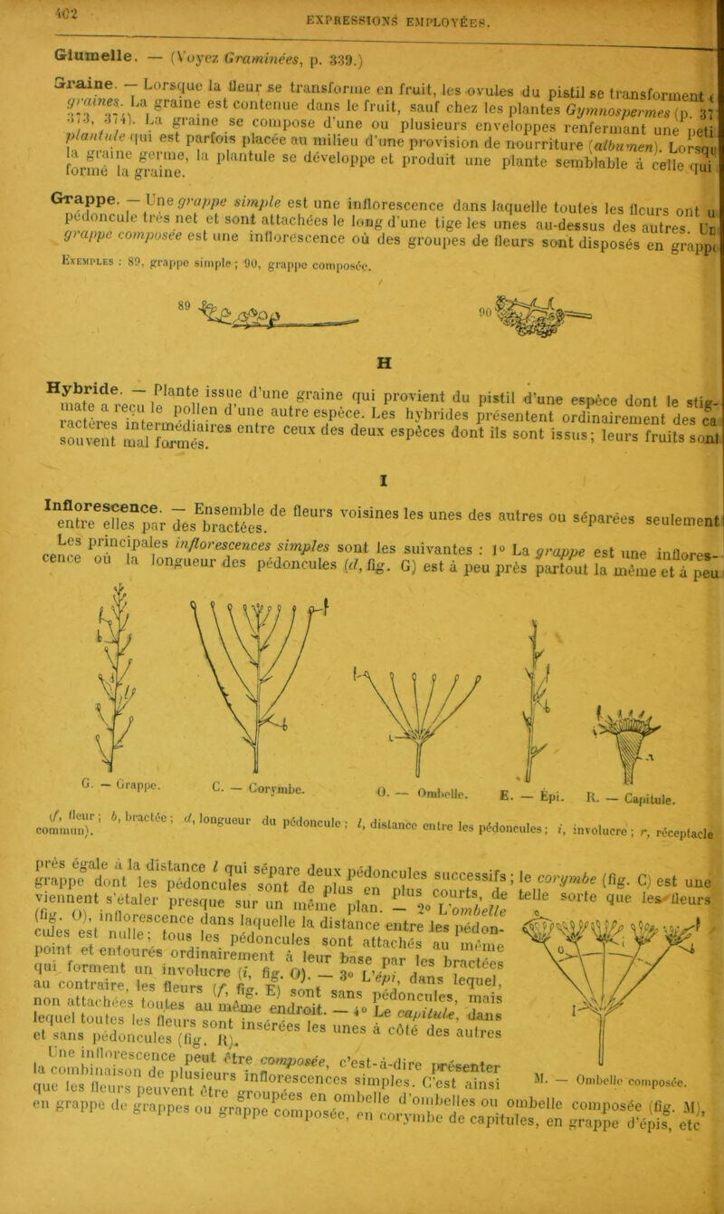 EXPRESSIONS EMPLOYÉES. Gluiuelle. — (Voyez Graminées^ p. 339.) Graine. — Lorsque la Ueur se transforme en fruit, les .ovules du pistil se transforment < ‘^^tenue dans le fruit, sauf chez les plantes -L.J 3m). Ld graine se compose d’une ou plusieurs enveloppes renfermant une\jeti P^antule (im est parfois placée au milieu d’une provision de nourriture {albumen). Lorsar formTlT^aine^’ développe et produit une plante semblable à celle qui Grappe. — Une yra/j/jc simple est une inflorescence dans laquelle toutes les fleurs ont n pédoncule très net et sont attachées le long d’une tige les unes au-dessus derautres u. giappt composée est une inflorescence ou des groupes de fleurs sont disposés en grappi Exemples : 89, grappe sitnpie ; 9U, grappe composée. H Hybride. — Plante issue d’une graine qui provient du pistil d'une esnèce dont le stitr iSii-LTnterméd airi “T ordtoairement des ca soi™.U mal Cmés! ener“r les^bSt. Les principales inflorescences simples sont les suivantes : 1° La oraDoe est une înflnrA® ceace ou la longueur de, pédoncule, G) e,U peu prés ?aZt S t I, I G. — Grappe. ' V. 1 G. — Corymbe. U. — OmlioUe. f i E. Épi. R. — Capitule. cilb' MiMauccoaUc te pédoncules, à in.olncr., c, olcepl.cl, l;.t.pe*tnl )ef Sncut ^t^df;,ure'„°“:;;r ^ viennent s’élaler presque sur un luênfe plan. L 2. lSciÏ c^Ues est'n pédon cales est nulle, tous les pédoncules sont attachés au \né.nA point et entourés ordinairement à leur base par les bractées r'conS Z Zt7 t r non attachée’, toute, au même mdroit lrr“^d^ -ne*, nKaure: en prappe de ,rappes ou -npTsércf™itÛ:i;e''de*:,Td^ ^“îrd-é^îs*’ 'I 1-^ -i