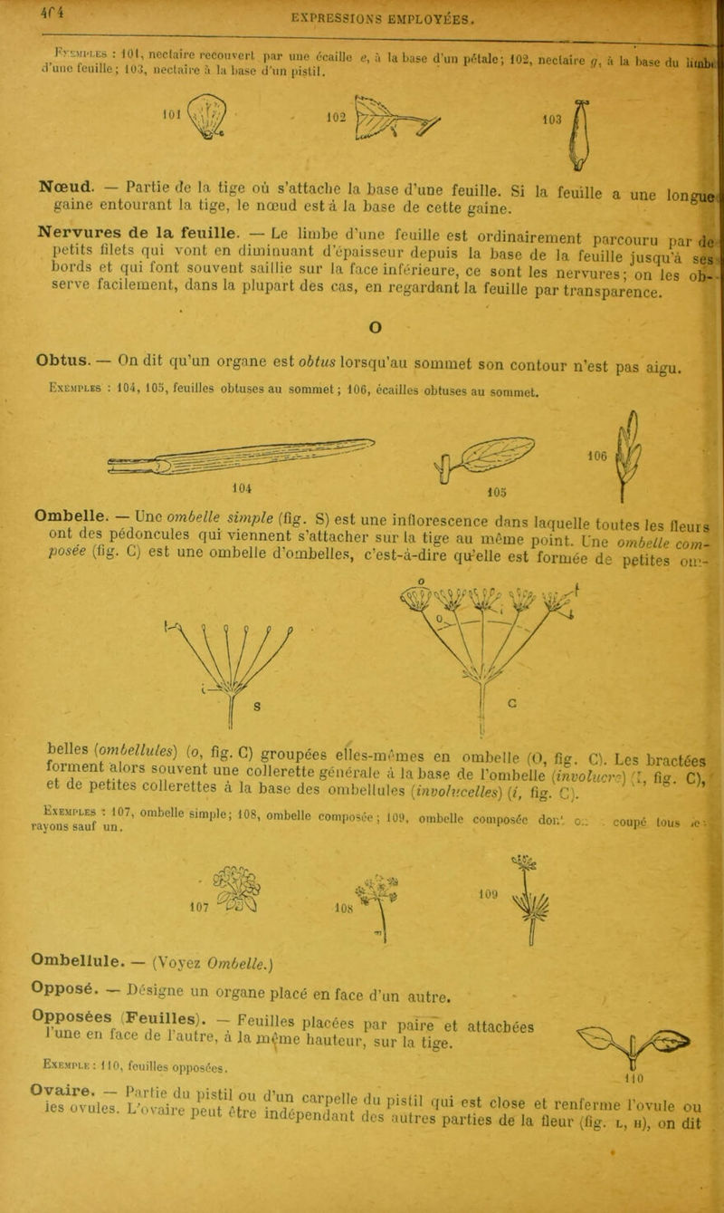 4f4 Fy5:>fi'i,Es : 101, neclairc recouvert par une écaille d’une feuille; 103, neclaire à la base d'un pistil. e, à la base d’un pétale; 102, neclaire g, à la base du liiak Nœud. — Partie de la tige où s’attaclie la base d’uoe feuille. Si la feuille a une loncnie gaine entourant la tige, le nœud est a la base de cette gaine. ® Nervures de la feuille. Le limbe d’une feuille est ordinairement parcouru par de petits filets qui vont en diminuant d’épaisseur depuis la base de la feuille jusqu’à ses bords et qui font souvent saillie sur la face inférieure, ce sont les nervures- on les ob serve facilement, dans la plupart des cas, en regardant la feuille par transparence O Obtus. — On dit qu’un organe est obtus lorsqu’au sommet son contour n’est pas aigu Exemples : 104, 105, feuilles obtuses au sommet; 106, écailles obtuses au sommet. Ombelle. - Une ombelk simple (fig. S) est une inflorescence dans laquelle toutes les fleurs ont des pédoncules qui viennent s’attacher sur la tige au même point. Une ombelle com- posée (fig. G) est une ombelle d’ombelles, c’est-à-dire qu-’elle est formée de petites om- belles {ombellules) (o, fig. G) groupées elles-mêmes en ombelle (O, fig. G). Les bractées souvent une collerette générale à la base de l’ombelle {involucre] [l, fig. G), et de petites collerettes a la base des ombellules [invohicelles) {i, fig. C). rayo*nTsSU°^’dont o:: . coupé tous -c. ' Si 107 ..V T 109 Ombellule. — (Voyez Ombelle.) Opposé. - Désigne un organe placé en face d’un autre. “rune ~ l'- “tta'Mes une en face de 1 autre, a la m^-me hauteur, sur la tige. Exemple : 110, feuilles opposées. °Ls‘ovûleT mes. L maiie peut etre indepeiulant des autres parties de la Heur (dg. l, ’ovule ou h), on dit