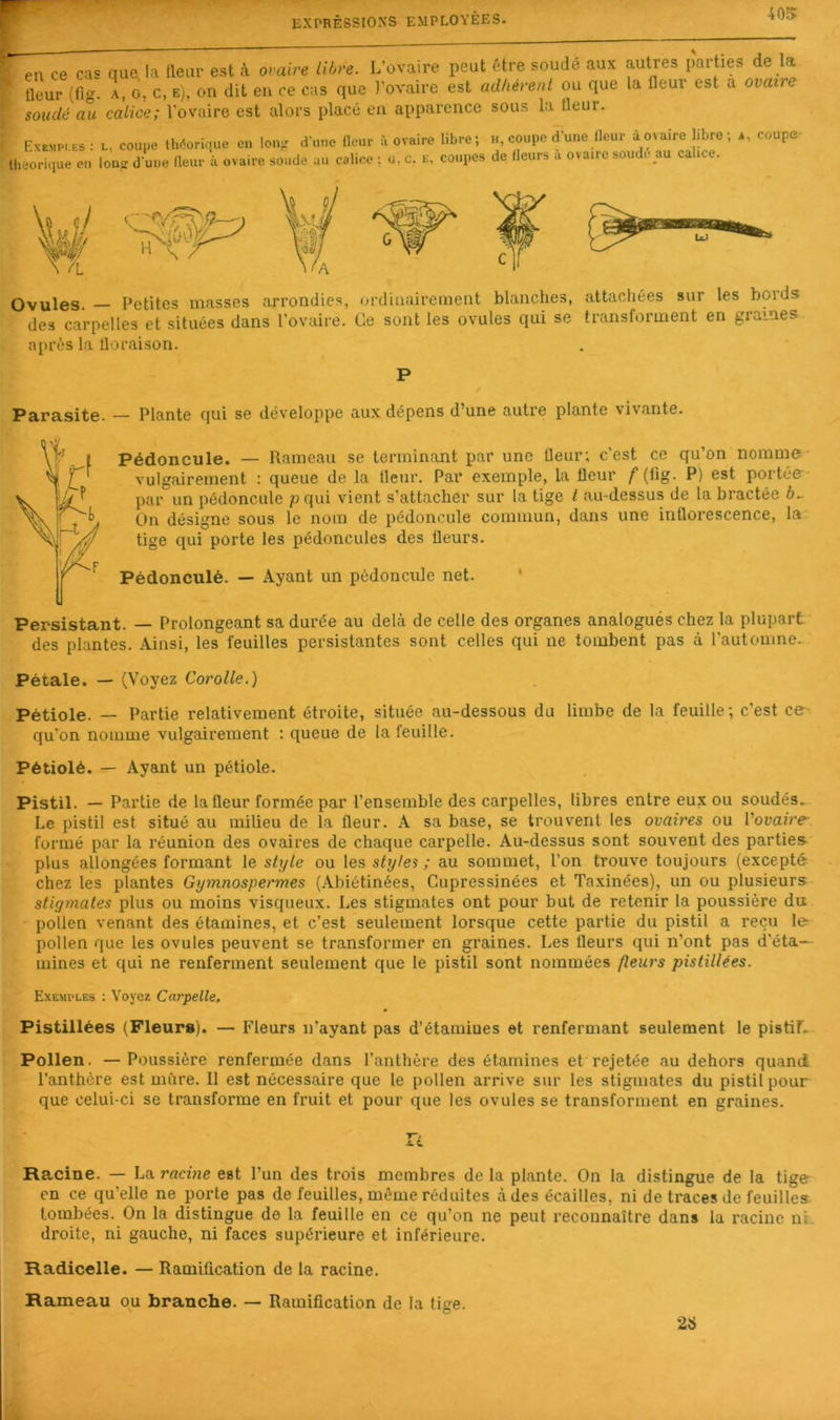 Pl 40^ ^ en ce cas que la fleur est cà ovaire libre. L’ovaire peut ftre soudé aux autres parties de la fleur (flg. A, G, c. E). on dit en ce cas que Tovaire est adhérent ou que ta fleur est a ovaire sondé a°ii calice; l'ovaire est alors placé en apparence sous la fleur. Exempi.es; l, coupe lll^orique en long d’une fleur u ovaire libre; llieorique en Ions d'une fleur à ovaire sondé au calice ; u, c. e, coupes H, coupe d’une fleur à ovaire fibre ; *, coupe- de fleurs à ovaire soudé au calice. Ovules Petites masses arrondies, ordinairement blanches, attachées sur les bords des carpelles et situées dans Tovaire. Ce sont les ovules qui se transforment en grames après la floraison. P Parasite. — Plante qui se développe aux dépens d’une autre plante vivante. Pédoncule. — Rameau se terminant par une fleur; c’est ce qu’on nomme vulgairement : queue de la fleur. Par exemple, la fleur f {iig- P) est portée par un pédoncule pqui vient s’attacher sur la tige l au-dessus de la bractée 6- On désigne sous le nom de pédoncule commun, dans une inflorescence, la tige qui porte les pédoncules des fleurs. Pédonculé. — Ayant un pédoncule net. • Persistant. — Prolongeant sa durée au delà de celle des organes analogués chez la plupart des plantes. Ainsi, les feuilles persistantes sont celles qui ne tombent pas à l’automne.. Pétale. — (Voyez Corolle.) Pétiole. — Partie relativement étroite, située au-dessous du limbe de la feuille; c’est ce- qu’on nomme vulgairement : queue de la feuille. Pétiolé. — Ayant un pétiole. Pistil. — Partie de la fleur formée par l’ensemble des carpelles, libres entre eux ou soudés. Le pistil est situé au milieu de la fleur. A sa base, se trouvent les ovaires ou l'ovaire- formé par la réunion des ovaires de chaque carpelle. Au-dessus sont souvent des parties^ plus allongées formant le style ou les styles ; au sommet, l’on trouve toujours (excepté chez les plantes Gymnospermes (Abiétinées, Cupressinées et Taxinées), un ou plusieurs stigmates plus ou moins visqueux. Les stigmates ont pour but de retenir la poussière du pollen venant des étamines, et c’est seulement lorsque cette partie du pistil a reçu le pollen que les ovules peuvent se transformer en graines. Les fleurs qui n’ont pas d’éta- mines et qui ne renferment seulement que le pistil sont nommées (leurs pistillées. Exemples : Voyez Carpelle. Pistillées (Fleurs). — Fleurs n’ayant pas d’étamines et renfermant seulement le pistif. Pollen. —Poussière renfermée dans l’anthère des étamines et rejetée au dehors quand l’anthère est mûre. Il est nécessaire que le pollen arrive sur les stigmates du pistil pour que celui-ci se transforme en fruit et pour que les ovules se transforment en graines. Ra.cine. — La racine est l’un des trois membres de la plante. On la distingue de la tige en ce qu’elle ne porte pas de feuilles, même réduites à des écailles, ni de traces de feuilles tombées. On la distingue de la feuille en ce qu’on ne peut reconnaître dans la racine ni. droite, ni gauche, ni faces supérieure et inférieure. Radicelle. — Ramification de la racine. Rameau ou branche. — Ramification de la tige. 26