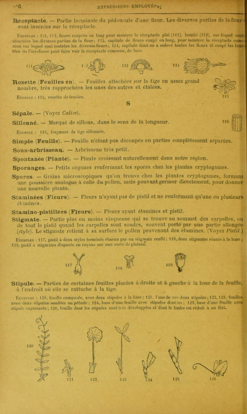 Réceptacle. — Partie tenuinale du pédoncule d’une Heur. Les diverses parties de la Heur sont inséives sur le réceptacle. Exemples : 111, 112, fleurs coupées en long pour moiilrer le réceptacle pial (111), bombé (112), sur lequel sont allacliées les diverses parties delà (leur; 113, capitule de fleurs coupé on long, pour montrer le réceptacle cora- imin sur lequel sont insérées les diverses fleurs; 114, capitule dont on a enlevé toutes les flturs et coupé les brac lées (le l’involucre pour faire voir le réceptacle commun, de face. r-\ Rosette (Feuilles en). — Feuilles attachées pur la lige en assez grand nombre, très rapprochées les unes des autres et étalées. Exemple; llo, rosette defeuiiies. S Sépale. — (Voyez Calice). , Sillonné. — Marqué de sillons, dans le sens de la longueur. Exemple : 110, fragment de lige sillonnée. Simple (Feuille). — Feuille n’étant pas découpée en parties complètement séparées. Sous-arbrisseau. — Arbrisseau très petit. Spontanée (Plante). — Plante croissant naturellement dans notre région. Sporanges. — Petits organes renfermant les spores chez les plantes cryptogames. Spores. — Grains microscopiques qu’on trouve chez les plantes cryptogames, formant une poussière analogue à celle du pollen, mais pouvant germer directement, pour donner une. nouvelle plante. Staminées (Fleurs). — Fleurs n’ayant pas de pistil et ne renfermant qu’une ou plusieurs èt'unines. Stamino-pistillées (Fleurs). — Fleurs ayant étamines et pistil. Stigmate. — Partie plus ou moins visqueuse qui se trouve au sommet des carpelles, ou de tout le pistil quand les carpelles sont soudés, souvent porté par une partie allongée {style). Le stigmate relient à sa surface le pollen proven.ant des étamines. (Voyez Pistil ) Exemples : 117, pistil à deux stylos terminés chacun par un stigmate renflé; 118,deux stigmates réunis à la base ; 119, pistil à stigmates disposés en rayons sur une sorte de plateau. Stipule. — Parties de certaines feuilles placées à droite et à gauche à la base de la feuille, h l’endroit où elle se rattache à la tige. Exemples : 120, feuille compo.sée, avec deux stipules ;\ la base; 121, lune de ces deux stipules; 122, 123, feuilles avec, doux slipulcs soudées au pétiole ; t24, base d'une feuille avec stipules dentées ; 123, base d’une feuille avec stipule engainante; 126, feuille donf les stipules sont très développées et dont le limbe est réduit à un filet. 124