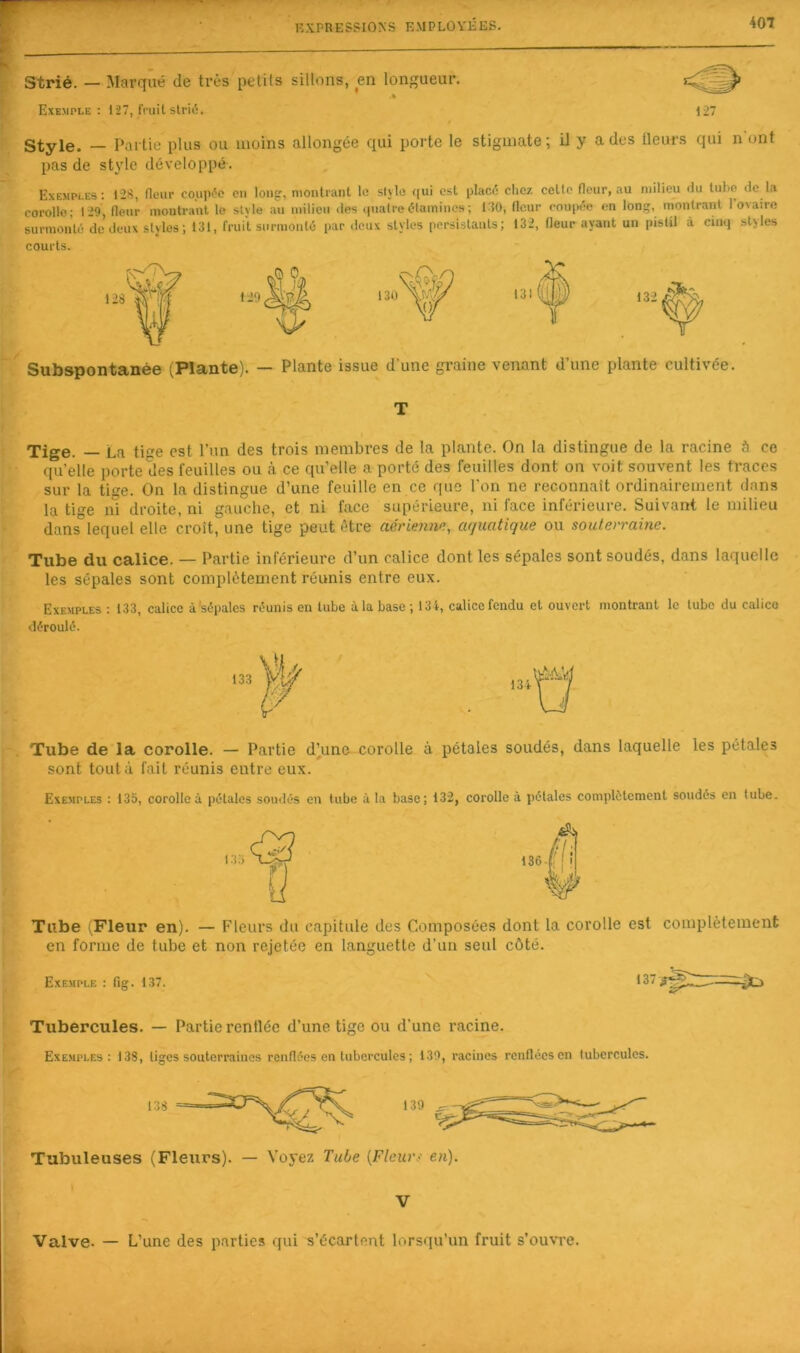 401 strié. — Marqué de très petits sillons, en longueur. Exemple ; 127, fmit slri(5. 127 Style. — Partie plus ou moins allongée qui porte le stigmate; U y a des üeurs qui n ont pas de style développé. Exemples; 128, fleur couple eu longr, nionli'ant le style qui csl placé chez celle fleur, au milieu du tube de la corolle; 129, fleur montrant le style au milieu des (piatre étamines ; 180, fleur eoupée en long, montrant 1 ovaire surnioiUé de deux styles ; 131, fruit surmonté par doux styles persistants; 132, fleur ayant un pistil à cinq styles courts. Subspontanée (Plante). — Plante issue d'une graine venant d’une plante cultivée. T Tige. — La tie est l’un des trois membres de la plante. On la distingue de la racine ce qu’elle porte des feuilles ou à ce qu’elle a porté des feuilles dont on voit souvent les traces sur la tige. On la distingue d’une feuille en ce que l'on ne reconnaît ordinairement dans la tige ni droite, ni gaucho, et ni face supérieure, ni face inférieure. Suivant le milieu dans°lequel elle croît, une tige peut être aériejim, CKjuatique ou souterraine. Tube du calice. — Partie inférieure d’un calice dont les sépales sont soudés, dans laquelle les sépales sont complètement réunis entre eux. Exemples : 133, calice à sépales réunis en tube à la base; 131, calice fendu et ouvert montrant le tube du calice déroulé. 133 Tube de la corolle. — Partie d^une corolle à pétales soudés, dans laquelle les pétales sont tout à fait réunis entre eux. Exemples : 135, corolle à pétales soudés en tube à la base; 132, corolle à pétales complètement soudés en tube. Tube (Fleur en). — Fleurs du capitule des Composées dont la corolle est complètement en forme de tube et non rejetée en languette d’un seul côté. Exemple : fig. 137. 137 ■- ~^t2> Tubercules. — Partie rentléc d’une tige ou d'une racine. Exemples: 138, liges souterraines renflées en tubercules ; 139, racines renflées en tubercules. Tubuleuses (Fleurs). — Voyez Tube {Fleurf en). V Valve. — L’une des parties qui s’écartent lorsqu’un fruit s’ouvre.