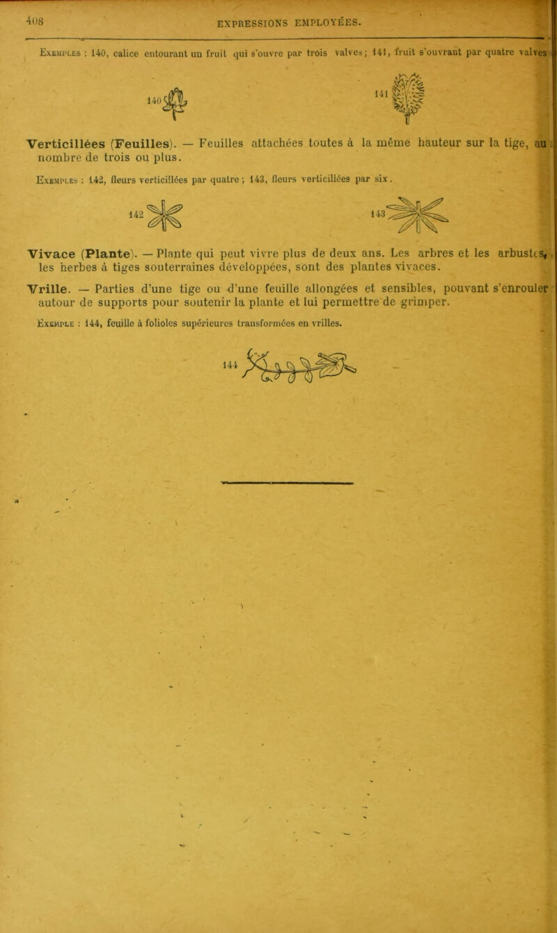 Exemples : 140, calice entourant un fruit qui s'ouvre par trois valves; 141, fruit s’ouvrant par quatre valves Verticillées (Feuilles). — Feuilles attachées toutes à la même hauteur sur la tige, au nombre de trois ou plus. Exemples : 142, fleurs verticillées par quatre; 143, Heurs verticillées par six. Vivace (Plante). — Plante qui peut vivre plus de deux ans. Les arbres et les arbustes, les herbes à tiges souterraines développées, sont des plantes vivaces. Vrille. — Parties d’une tige ou d’une feuille allongées et sensibles, pouvant s’enrouler autour de supports pour soutenir la plante et lui permettre de grimper. Exemple : 144, feuille à folioles supérieures transformées en vrilles. 144 V