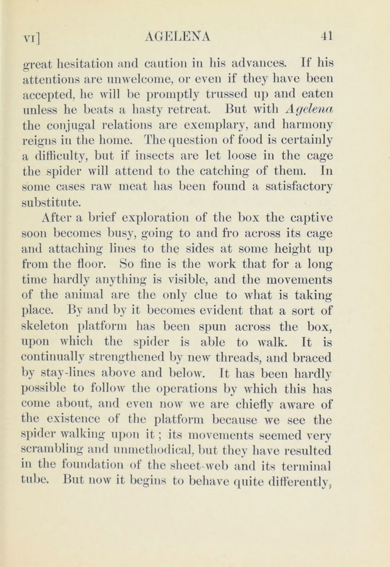 oreat hesitation and caution in his advances. If his attentions are unwelcome, or even if they have been accepted, lie will be promptly trussed up and eaten unless he beats a hasty retreat. But with Agelena the conjugal relations are exemplary, and harmony reigns in the home. The question of food is certainly a difficulty, but if insects are let loose in the cage the spider will attend to the catching of them. In some cases raw meat has been found a satisfactory substitute. After a brief exploration of the box the captive soon becomes busy, going to and fro across its cage and attaching lines to the sides at some height up from the floor. So fine is the work that for a long time hardly anything is visible, and the movements of the animal are the only clue to what is taking place. By and by it becomes evident that a sort of skeleton platform has been spun across the box, upon which the spider is able to walk. It is continually strengthened by new threads, and braced by stay-lines above and below. It has been hardly possible to follow the operations by which this has come about, and even now we are chiefly aware of the existence of the platform because we see the spider walking upon it; its movements seemed very scrambling and unmethodical, but they have resulted in the foundation of the sheet-web and its terminal tube. But now it begins to behave quite differently,