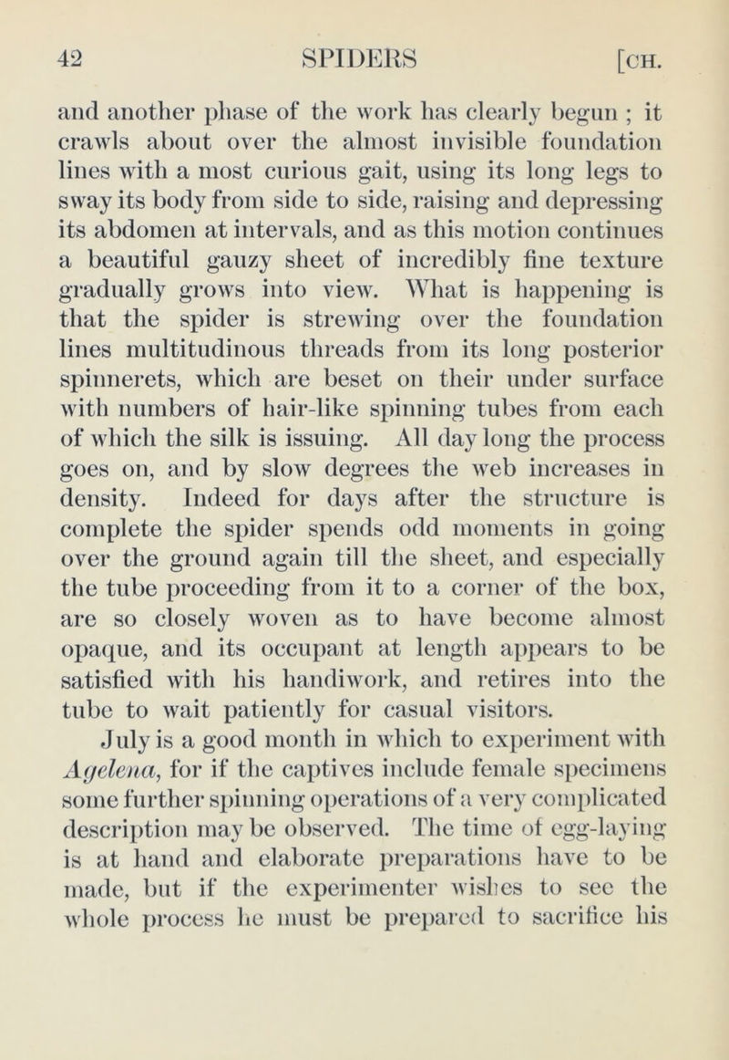 and another phase of the work lias clearly begun ; it crawls about over the almost invisible foundation lines with a most curious gait, using its long legs to sway its body from side to side, raising and depressing its abdomen at intervals, and as this motion continues a beautiful gauzy sheet of incredibly tine texture gradually grows into view. What is happening is that the spider is strewing over the foundation lines multitudinous threads from its long posterior spinnerets, which are beset on their under surface with numbers of hair-like spinning tubes from each of which the silk is issuing. All day long the process goes on, and by slow degrees the web increases in density. Indeed for days after the structure is complete the spider spends odd moments in going over the ground again till the sheet, and especially the tube proceeding from it to a corner of the box, are so closely woven as to have become almost opaque, and its occupant at length appears to be satisfied with his handiwork, and retires into the tube to wait patiently for casual visitors. July is a good month in which to experiment with Agelena, for if the captives include female specimens some further spinning operations of a very complicated description may be observed. The time of egg-laying is at hand and elaborate preparations have to be made, but if the experimenter wishes to sec the whole process lie must be prepared to sacrifice his