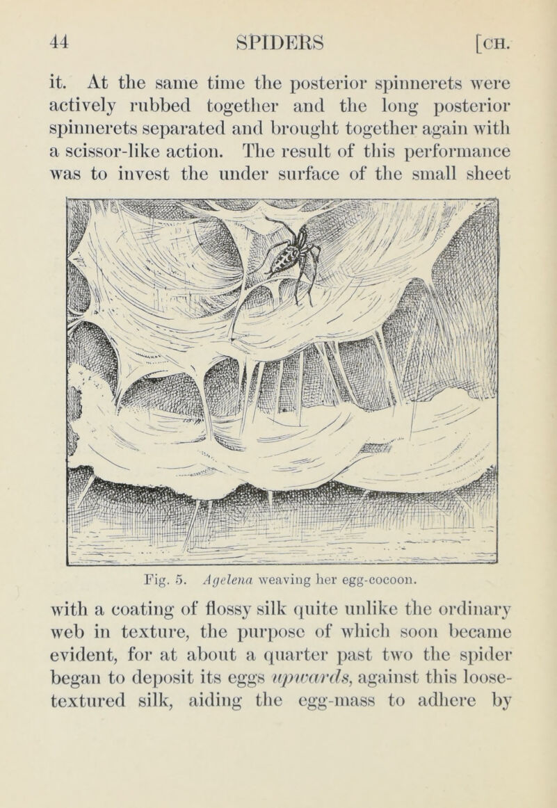 it. At the same time the posterior spinnerets were actively rubbed together and the long posterior spinnerets separated and brought together again with a scissor-likc action. The result of this performance was to invest the under surface of the small sheet Fig. 5. Agelena weaving her egg-cocoon. with a coating of flossy silk quite unlike the ordinary web in texture, the purpose of which soon became evident, for at about a quarter past two the spider began to deposit its eggs upwards, against this loose- textured silk, aiding the egg-mass to adhere by