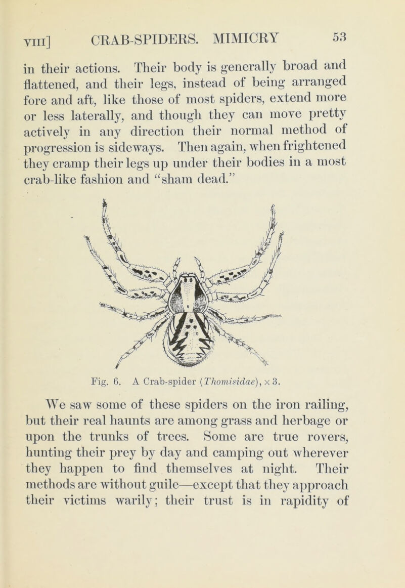 in their actions. Their body is generally broad and flattened, and their legs, instead of being arranged fore and aft, like those of most spiders, extend more or less laterally, and though they can move pretty actively in any direction their normal method of progression is sideways. Then again, when frightened they cramp their legs up under their bodies in a most crab-like fashion and “sham dead.” We saw some of these spiders on the iron railing, but their real haunts are among grass and herbage or upon the trunks of trees. Some are true rovers, hunting their prey by day and camping out wherever they happen to find themselves at night. Their methods are without guile—except that they approach their victims warily; their trust is in rapidity of Fig. 6. A Crab-spider (Thomisidae), x 3.