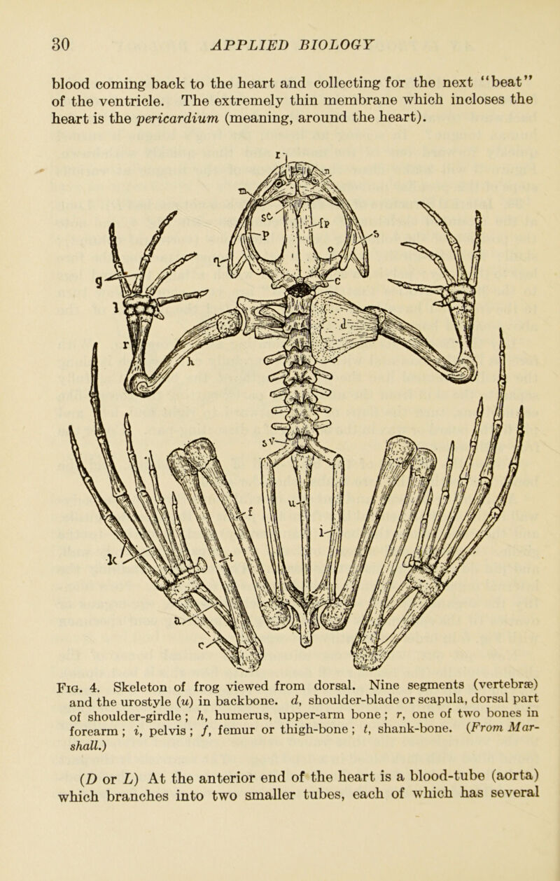 blood coming back to the heart and collecting for the next “beat’* of the ventricle. The extremely thin membrane which incloses the heart is the 'pericardium (meaning, around the heart). Fig. 4. Skeleton of frog viewed from dorsal. Nine segments (vertebrse) and the urostyle (w) in backbone, d, shoulder-blade or scapula, dorsal part of shoulder-girdle ; h, humerus, upper-arm bone ; r, one of two bones in forearm ; i, pelvis ; /, femur or thigh-bone ; t, shank-bone. {From Mar- shall.) (D or L) At the anterior end of the heart is a blood-tube (aorta) which branches into two smaller tubes, each of which has several