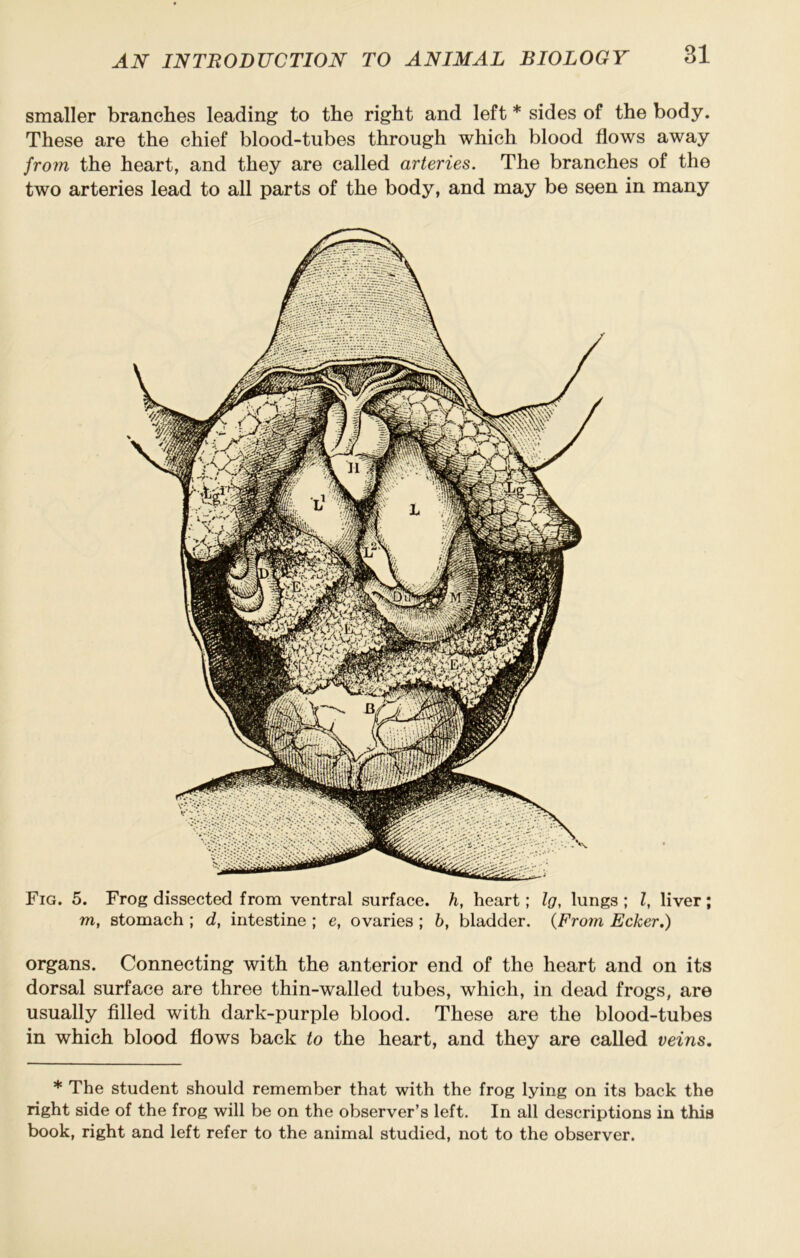 smaller branches leading to the right and left * sides of the body. These are the chief blood-tubes through which blood flows away from the heart, and they are called arteries. The branches of the two arteries lead to all parts of the body, and may be seen in many Fig. 5. Frog dissected from ventral surface, h, heart; Ig, lungs ; Z, liver; m, stomach ; d, intestine ; e, ovaries ; b, bladder. {From Ecker.) organs. Connecting with the anterior end of the heart and on its dorsal surface are three thin-walled tubes, which, in dead frogs, are usually filled with dark-purple blood. These are the blood-tubes in which blood flows back to the heart, and they are called veins. * The student should remember that with the frog lying on its back the right side of the frog will be on the observer’s left. In all descriptions in this book, right and left refer to the animal studied, not to the observer.