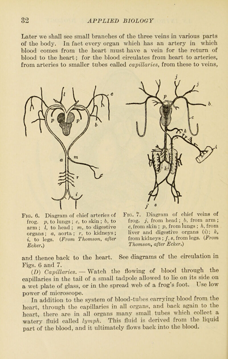Later we shall see small branches of the three veins in various parts of the body. In fact every organ which has an artery in which blood comes from the heart must have a vein for the return of blood to the heart; for the blood circulates from heart to arteries, from arteries to smaller tubes called capillaries, from these to veins, Fig. 6. Diagram of chief arteries of frog, j), to lungs ; c, to skin ; 5, to arm ; I, to head ; m, to digestive organs ; a, aorta ; r, to kidneys ; i, to legs. {From Thomson, after Ecker.) j Fig. 7. Diagram of chief veins of frog, j, from head ; b, from arm ; c, from skin ; p, from lungs ; h, from liver and digestive organs (i); k, from kidneys ; /, s, from legs. (Fro7n Thomson, after Ecker.) and thence back to the heart. See diagrams of the circulation in Figs. 6 and 7. {D) Capillaries. — Watch the flowing of blood through the capillaries in the tail of a small tadj^ole allowed to lie on its side on a wet plate of glass, or in the spread web of a frog s foot. Use low power of microscope. In addition to the system of blood-tulies carrying blood from the heart, through the capillaries in all organs, and back again to the heart, there are in all organs many small tubes which collect a watery fluid called lymph. This fluid is derived from the liquid part of the blood, and it ultimately flows back into the blood.