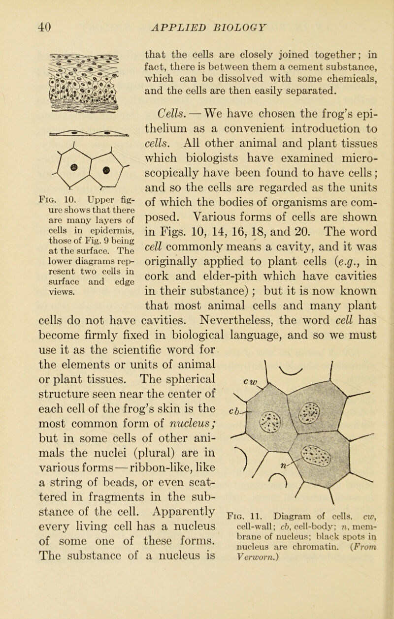 that the cells are closely joined together; in fact, there is between them a cement substance, which can be dissolved with some chemicals, and the cells are then easily separated. Cells. — We have chosen the frog’s epi- thelium as a convenient introduction to cells. All other animal and plant tissues which biologists have examined micro- scopically have been found to have cells; and so the cells are regarded as the units of which the bodies of organisms are com- posed. Various forms of cells are shown in Figs. 10, 14, 16, 18, and 20. The word cell commonly means a cavity, and it was originally applied to plant cells {e.g., in cork and elder-pith which have cavities in their substance); but it is now known that most animal cells and many plant cells do not have cavities. Nevertheless, the word cell has become firmly fixed in biological language, and so we must use it as the scientific word for the elements or units of animal or plant tissues. The spherical structure seen near the center of each cell of the frog’s skin is the most common form of nucleus; but in some cells of other ani- mals the nuclei (plural) are in various forms — ribbon-like, like a string of beads, or even scat- tered in fragments in the sub- stance of the cell. Apparently every living cell has a nucleus of some one of these forms. The substance of a nucleus is Fig. 11. Diagram of cells, cw, cell-wall; c6, cell-body; n, mem- brane of nucleus; black spots in nucleus are chromatin. (From Verworn.) Fig. 10. Upper fig- ure shows that there are many layers of cells in epidermis, those of Fig. 9 being at the surface. The lower diagrams rep- resent two cells in surface and edge views.