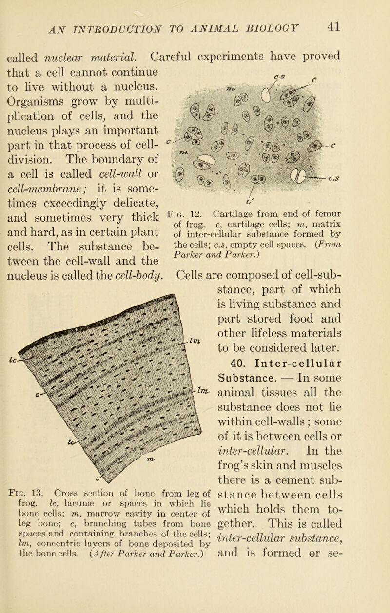 called nuclear material. Careful experiments have proved that a cell cannot continue to live without a nucleus. Organisms grow by multi- plication of cells, and the nucleus plays an important part in that process of cell- division. The boundary of a cell is called cell-wall or cell-membrane; it is some- times exceedingly delicate, and sometimes very thick and hard, as in certain plant cells. The substance be- tween the cell-wall and the cs / c‘ Fig. 12. Cartilage from end of femur of frog, c, cartilage cells; m, matrix of inter-cellular substance formed by the cells; c.s, empty cell spaces. {From Parker and Parker.) nucleus is called the cell-body. Cells are composed of cell-sub- stance, part of which is living substance and part stored food and other lifeless materials to be considered later. 40. Inter-cellular Substance. — In some animal tissues all the substance does not lie within cell-walls; some of it is between cells or inter-cellular. In the frog’s skin and muscles there is a cement sub- Fig. 13. Cross section of bone from leg of frog. Ic, lacuna? or spaces in which lie bone cells; m, marrow cavity in center of leg bone; c, branching tubes from bone spaces and containing branches of the cells; Im, concentric layers of bone deposited by the bone cells. {After Parker and Parker.) stance between cells which holds them to- gether. This is called inter-cellular substance, and is formed or se-