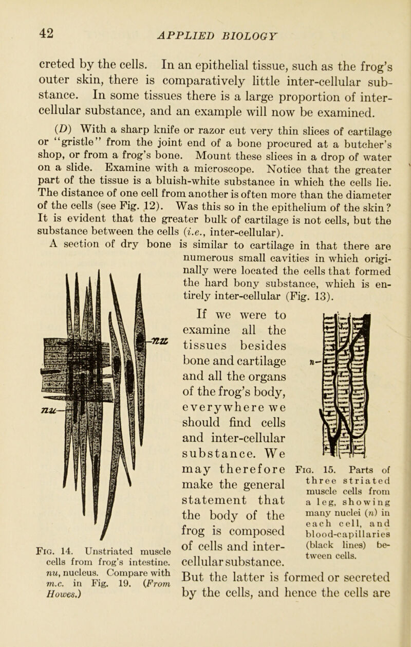 creted by the cells. In an epithelial tissue, such as the frog’s outer skin, there is comparatively little inter-cellular sub- stance. In some tissues there is a large proportion of inter- cellular substance, and an example will now be examined. (D) With a sharp knife or razor cut very thin slices of cartilage or gristle from the joint end of a bone procured at a butcher’s shop, or from a frog’s bone. Mount these slices in a drop of water on a slide. Examine with a microscope. Notice that the greater part of the tissue is a bluish-white substance in which the cells lie. The distance of one cell from another is often more than the diameter of the cells (see Fig. 12). Was this so in the epithelium of the skin? It is evident that the greater bulk of cartilage is not cells, but the substance between the cells {i.e., inter-cellular). A section of dry bone is similar to cartilage in that there are numerous small cavities in which origi- nally were located the cells that formed the hard bony substance, which is en- tirely inter-cellular (Fig. 13). Fig. 14. Unstriated muscle cells from frog’s intestine. If we were to examine all the tissues besides bone and cartilage and all the organs of the frog’s body, everywhere we should find cells and inter-cellular substance. We may therefore make the general statement that the body of the frog is composed of cells and inter- cellular substance. Fig. 15. Parts of three striated muscle cells from a leg, showing many nuclei (n) in each cell, and blood-capillaries (black lines) be- tween cells. nu, nucleus. Coinpare with latter is formed or secreted m.c. in hig. 19. (From Howes.) by the cells, and hence the cells are