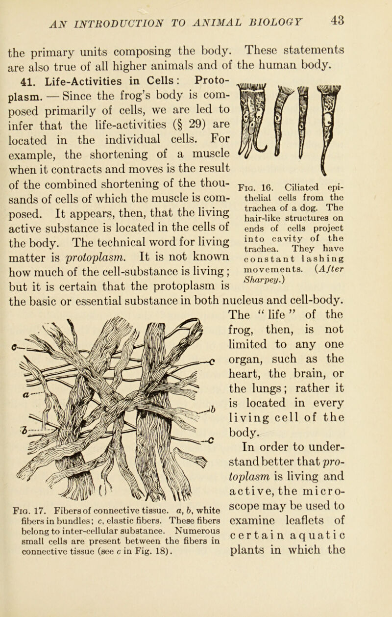 the primary units composing the body. These statements are also true of all higher animals and of the human body. 41. Life-Activities in Cells: Proto- plasm. — Since the frog’s body is com- posed primarily of cells, we are led to infer that the life-activities (§ 29) are located in the individual cells. For example, the shortening of a muscle when it contracts and moves is the result of the combined shortening of the thou- sands of cells of which the muscle is com- posed. It appears, then, that the living active substance is located in the cells of the body. The technical word for living matter is 'protoplasm. It is not known how much of the cell-substance is living; but it is certain that the protoplasm is the basic or essential substance in both nucleus and cell-body. Fig. 16. Ciliated epi- thelial cells from the trachea of a dog. The hair-like structures on ends of cells project into cavity of the trachea. They have constant lashing movements. {After Sharpey.) Fig. 17. Fibers of connective tissue, a, b, white fibers in bundles; c, elastic fibers. These fibers belong to inter-cellular substance. Numerous small cells are present between the fibers in connective tissue (see c in Fig. 18). The ‘Mife” of the frog, then, is not limited to any one organ, such as the heart, the brain, or the lungs; rather it is located in every living cell of the body. In order to under- stand better that pro- toplasm is living and active, the micro- scope may be used to examine leaflets of certain aquatic plants in which the