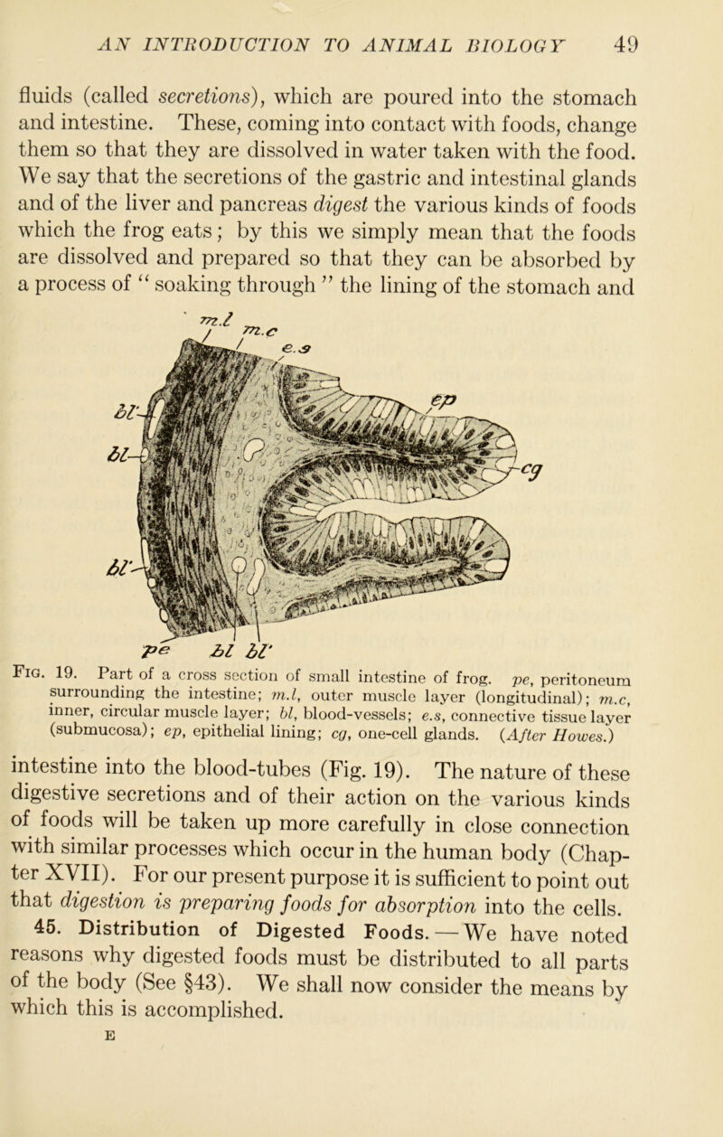fluids (called secretions), which are poured into the stomach and intestine. These, coming into contact with foods, change them so that they are dissolved in water taken with the food. We say that the secretions of the gastric and intestinal glands and of the liver and pancreas digest the various kinds of foods which the frog eats; by this we simply mean that the foods are dissolved and prepared so that they can be absorbed by a process of ‘‘ soaking through '' the lining of the stomach and Fig. 19. Part of a cross section of small intestine of frog, pe, peritoneum surrounding the intestine; m.l, outer muscle layer (longitudinal); m.c, inner, circular muscle layer; bl, blood-vessels; e.s, connective tissue layer (submucosa); ep, epithelial lining; eg, one-cell glands. {After Howes.) intestine into the blood-tubes (Fig. 19). The nature of these digestive secretions and of their action on the various kinds of foods will be taken up more carefully in close connection with similar processes which occur in the human body (Chap- ter XVII). For our present purpose it is sufficient to point out that digestion is preparing foods for absorption into the cells. 45. Distribution of Digested Foods.—We have noted reasons why digested foods must be distributed to all parts of the body (See §43). We shall now consider the means by which this is accomplished. E