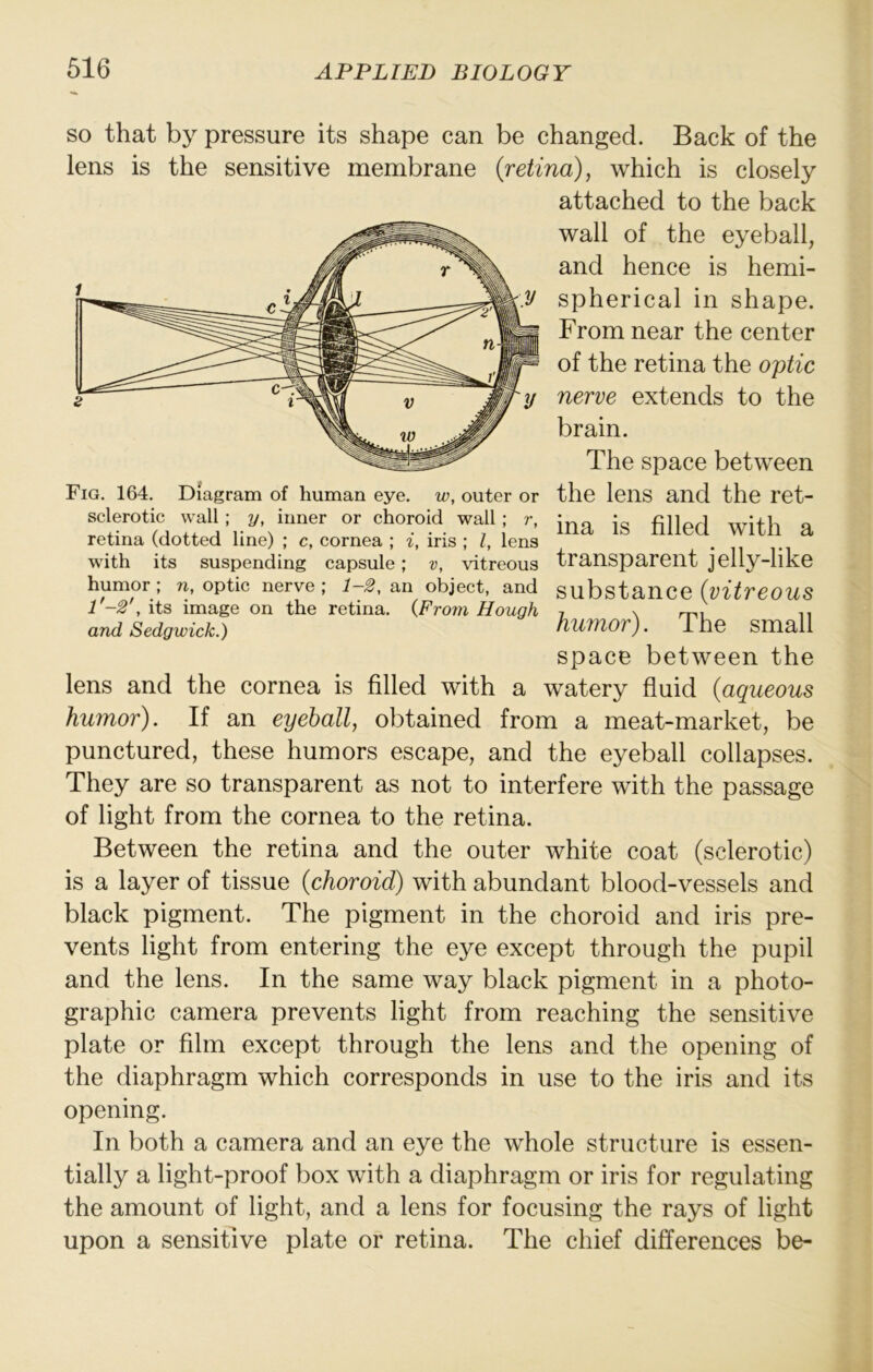 SO that by pressure its shape can be changed. Back of the lens is the sensitive membrane {retina), which is closely attached to the back wall of the eyeball, and hence is hemi- spherical in shape. From near the center of the retina the optic nerve extends to the brain. The space between the lens and the ret- ina is filled with a transparent jelly-like substance {vitreous humor). The small space between the lens and the cornea is filled with a watery fluid {aqueous humor). If an eyeball, obtained from a meat-market, be punctured, these humors escape, and the eyeball collapses. They are so transparent as not to interfere with the passage of light from the cornea to the retina. Between the retina and the outer white coat (sclerotic) is a layer of tissue {choroid) with abundant blood-vessels and black pigment. The pigment in the choroid and iris pre- vents light from entering the eye except through the pupil and the lens. In the same way black pigment in a photo- graphic camera prevents light from reaching the sensitive plate or film except through the lens and the opening of the diaphragm which corresponds in use to the iris and its opening. In both a camera and an eye the whole structure is essen- tially a light-proof box with a diaphragm or iris for regulating the amount of light, and a lens for focusing the rays of light upon a sensitive plate or retina. The chief differences be- Fig. 164. Diagram of human eye. w, outer or sclerotic wall; y, inner or choroid wall; r, retina (dotted line) ; c, cornea ; i, iris ; I, lens with its suspending capsule; v, vitreous humor ; n, optic nerve ; 1-2, an object, and P-2', its image on the retina. (From Hough and Sedgwick.)