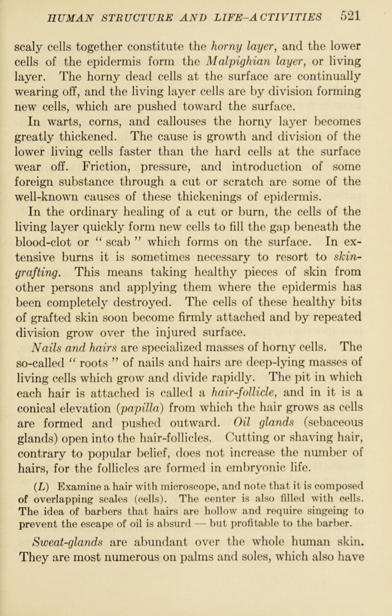 scaly cells together constitute the horny layer^ and the lower cells of the epidermis form the Malpighian layer, or living layer. The horny dead cells at the surface are continually wearing off, and the living layer cells are by division forming new cells, which are pushed toward the surface. In warts, corns, and callouses the horny layer becomes greatly thickened. The cause is growth and division of the lower living cells faster than the hard cells at the surface wear off. Friction, pressure, and introduction of some foreign substance through a cut or scratch are some of the well-known causes of these thickenings of epidermis. In the ordinary healing of a cut or burn, the cells of the living layer quickly form new cells to fill the gap beneath the blood-clot or “ scab ’’ which forms on the surface. In ex- tensive burns it is sometimes necessary to resort to skin- grafting. This means taking healthy pieces of skin from other persons and applying them where the epidermis has been completely destroyed. The cells of these healthy bits of grafted skin soon become firmly attached and by repeated division grow over the injured surface. Nails and hairs are specialized masses of horny cells. The so-called “ roots ” of nails and hairs are deep-lying masses of living cells which grow and divide rapidly. The pit in which each hair is attached is called a hair-follicle, and in it is a conical elevation {papilla) from which the hair grows as cells are formed and pushed outward. Oil glands (sebaceous glands) open into the hair-follicles. Cutting or shaving hair, contrary to popular belief, does not increase the number of hairs, for the follicles are formed in embryonic life. (L) Examine a hair with microscope, and note that it is composed of overlapping scales (cells). The center is also tilled with cells. The idea of barbers that hairs are hollow and require singeing to prevent the escape of oil is absurd — but profitable to the barber. Sweat-glands are abundant over the whole human skin. They are most numerous on palms and soles, which also have