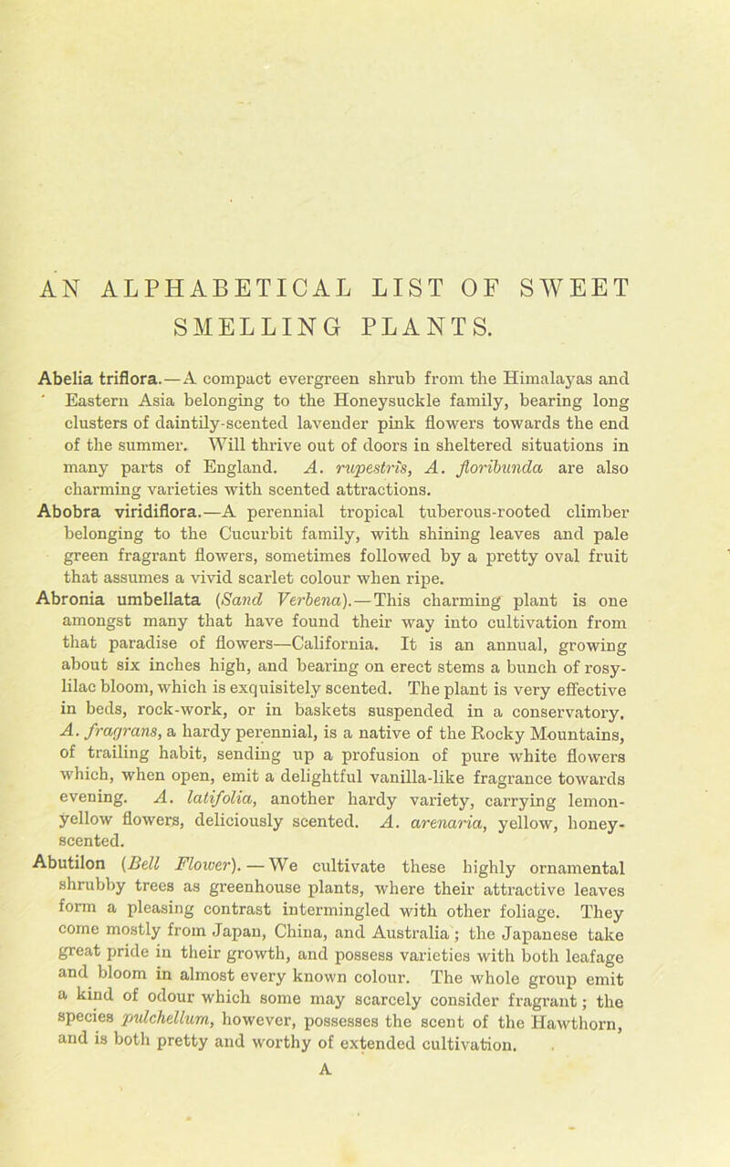 AN ALPHABETICAL LIST OF SWEET SMELLING PLANTS. Abelia triflora.—A compact evergreen shrub from the Himalayas and Eastern Asia belonging to the Honeysuckle family, bearing long clusters of daintily-scented lavender pink flowers towards the end of the summer. Will thrive out of doors in sheltered situations in many parts of England. A. rupestris, A. Jioribunda are also charming varieties with scented attractions. Abobra viridiflora.—A perennial tropical tuberous-rooted climber belonging to the Cucurbit family, with shining leaves and pale green fragrant flowers, sometimes followed by a pretty oval fruit that assumes a vivid scarlet colour when ripe. Abronia umbellata (Sand Verbena). — This charming plant is one amongst many that have found their way into cultivation from that paradise of flowers—California. It is an annual, growing about six inches high, and bearing on erect stems a bunch of rosy- lilac bloom, which is exquisitely scented. The plant is very effective in beds, rock-work, or in baskets suspended in a conservatory. A. frarjrans, a hardy perennial, is a native of the Rocky Mountains, of trailing habit, sending up a profusion of pure white flowers which, when open, emit a delightful vanilla-like fragrance towards evening. A. latifolia, another hardy variety, carrying lemon- yellow flowers, deliciously scented. A. arenaria, yellow, honey- scented. Abutilon (Bell Flower).—We cultivate these highly ornamental shrubby trees as greenhouse plants, where their attractive leaves form a pleasing contrast intermingled with other foliage. They come mostly from Japan, China, and Australia ; the Japanese take great pride in their growth, and possess varieties with both leafage and bloom in almost every known colour. The whole group emit a kind of odour which some may scarcely consider fragrant; the species pnlchellum, however, possesses the scent of the Hawthorn, and is both pretty and worthy of extended cultivation. A