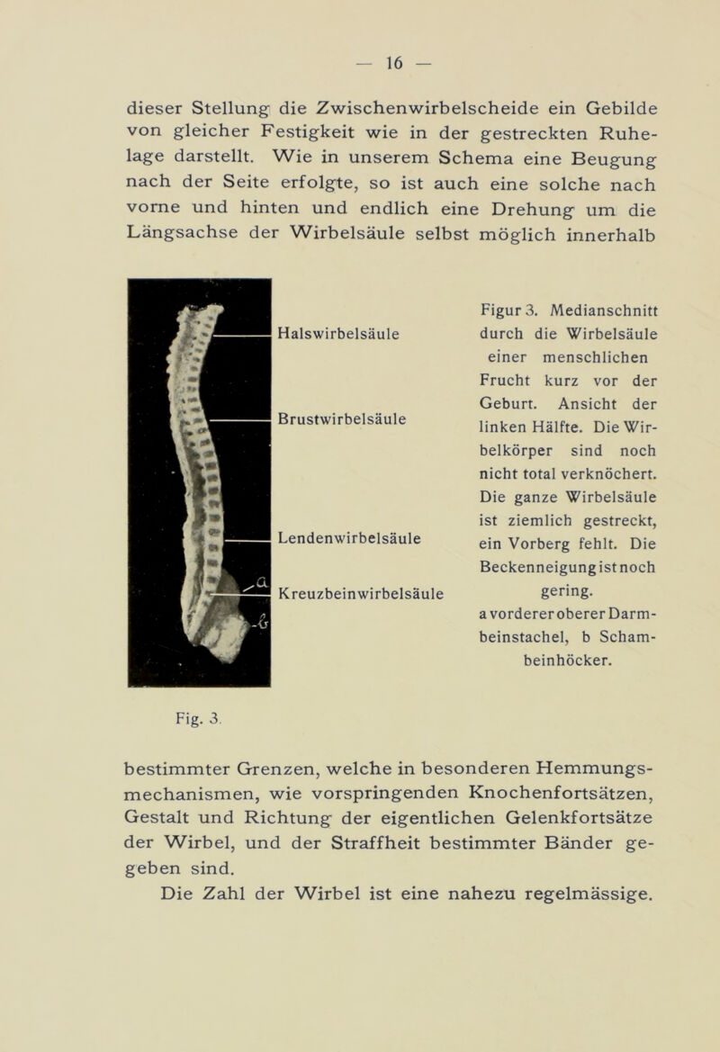 dieser Stellung die Zwischenwirbelscheide ein Gebilde von gleicher Festigkeit wie in der gestreckten Ruhe- lage darstellt. Wie in unserem Schema eine Beugung nach der Seite erfolgte, so ist auch eine solche nach vorne und hinten und endlich eine Drehung um die Längsachse der Wirbelsäule selbst möglich innerhalb Halswirbelsäule Brustwirbelsäule Lendenwirbelsäule Kreuzbein Wirbelsäule Figur 3. Medianschnitt durch die Wirbelsäule einer menschlichen Frucht kurz vor der Geburt. Ansicht der linken Hälfte. Die Wir- belkörper sind noch nicht total verknöchert. Die ganze Wirbelsäule ist ziemlich gestreckt, ein Vorberg fehlt. Die Beckenneigung ist noch gering. a Vordereroberer Darm- beinstachel, b Scham- beinhöcker. Fig. 3. bestimmter Grenzen, welche in besonderen Hemmungs- mechanismen, wie vorspringenden Knochenfortsätzen, Gestalt und Richtung der eigentlichen Gelenkfortsätze der Wirbel, und der Straffheit bestimmter Bänder ge- geben sind. Die Zahl der Wirbel ist eine nahezu regelmässige.