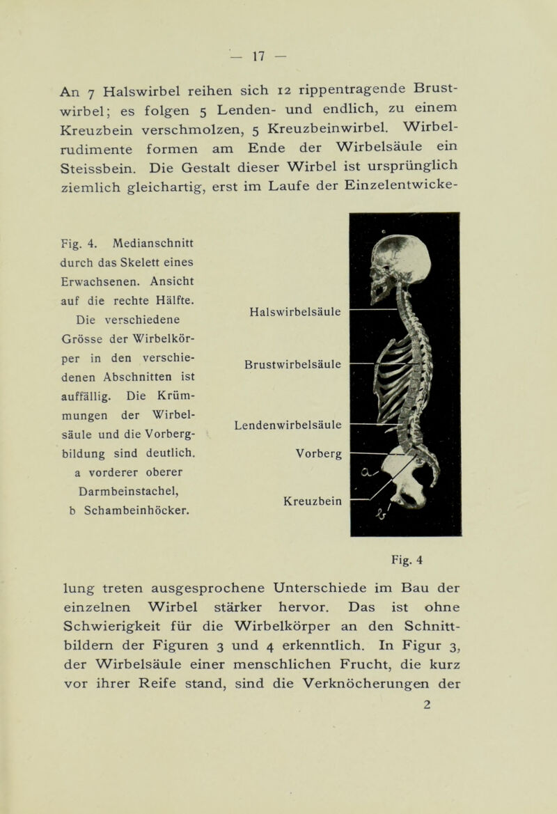 An 7 Halswirbel reihen sich 12 rippentragende Brust- wirbel ; es folgen 5 Lenden- und endlich, zu einem Kreuzbein verschmolzen, 5 Kreuzbeinwirbel. Wirbel- rudimente formen am Ende der Wirbelsäule ein Steissbein. Die Gestalt dieser Wirbel ist ursprünglich ziemlich gleichartig, erst im Laufe der Einzelentwicke- Fig. 4. Medianschnitt durch das Skelett eines Erwachsenen. Ansicht auf die rechte Hälfte. Die verschiedene Grösse der Wirbelkör- per in den verschie- denen Abschnitten ist auffällig. Die Krüm- mungen der Wirbel- säule und die Vorberg- bildung sind deutlich, a vorderer oberer Darmbeinstachel, b Schambeinhöcker. Halswirbelsäule Brustwirbelsäule Lenden wirbel säule Vorberg Kreuzbein Fig. 4 lung treten ausgesprochene Unterschiede im Bau der einzelnen Wirbel stärker hervor. Das ist ohne Schwierigkeit für die Wirbelkörper an den Schnitt- bildem der Figuren 3 und 4 erkenntlich. In Figur 3, der Wirbelsäule einer menschlichen Frucht, die kurz vor ihrer Reife stand, sind die Verknöcherungen der 2