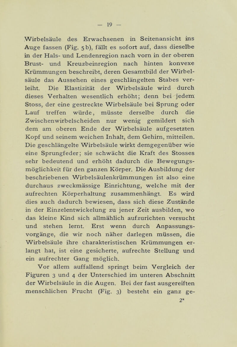 Wirbelsäule des Erwachsenen in Seitenansicht ins Auge fassen (Fig. 5 b), fällt es sofort auf, dass dieselbe in der Hals- und Lendenregion nach vorn in der oberen Brust- und Kreuzbeinregion nach hinten konvexe Krümmungen beschreibt, deren Gesamtbild der Wirbel- säule das Aussehen eines geschlängelten Stabes ver- leiht. Die Elastizität der Wirbelsäule wird durch dieses Verhalten wesentlich erhöht; denn bei jedem Stoss, der eine gestreckte Wirbelsäule bei Sprung oder Lauf treffen würde, müsste derselbe durch die Zwischenwirbelscheiden nur wenig gemildert sich dem am oberen Ende der Wirbelsäule aufgesetzten Kopf und seinem weichen Inhalt, dem Gehirn, mitteilen. Die geschlängelte Wirbelsäule wirkt demgegenüber wie eine Sprungfeder; sie schwächt die Kraft des Stosses sehr bedeutend und erhöht dadurch die Bewegungs- möglichkeit für den ganzen Körper. Die Ausbildung der beschriebenen Wirbelsäulenkrümmungen ist also eine durchaus zweckmässige Einrichtung, welche mit der aufrechten Körperhaltung zusammenhängt. Es wird dies auch dadurch bewiesen, dass sich diese Zustände in der Einzelentwickelung zu jener Zeit ausbilden, wo das kleine Kind sich allmählich aufzurichten versucht und stehen lernt. Erst wenn durch Anpassungs- vorgänge, die wir noch näher darlegen müssen, die Wirbelsäule ihre charakteristischen Krümmungen er- langt hat, ist eine gesicherte, aufrechte Stellung und ein aufrechter Gang möglich. Vor allem auffallend springt beim Vergleich der Figuren 3 und 4 der Unterschied im unteren Abschnitt der Wirbelsäule in die Augen. Bei der fast ausgereiften menschlichen Frucht (Fig. 3) besteht ein ganz ge- 2*
