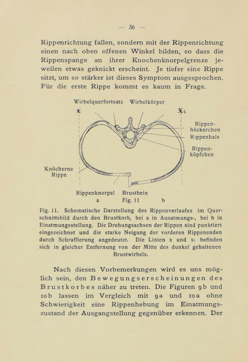 Rippenrichtung fallen, sondern mit der Rippenrichtung einen nach oben offenen Winkel bilden, so dass die Rippenspange an ihrer Knochenknorpelgrenze je- weilen etwas geknickt erscheint. Je tiefer eine Rippe sitzt, um so stärker ist dieses Symptom ausgesprochen. Für die erste Rippe kommt es kaum in Frage. Wirbelquerfortsatz Wirbelkörper Knöcherne Rippe Rippenknorpe! Brustbein a Fig. 11 b Rippen- höckerchen Rippenhals Rippen- köpfchen Fig. 11. Schematische Darstellung des Rippenverlaufes im Quer- schnittsbild durch den Brustkorb, bei a in Ausatmungs-, bei b in Einatmungsstellung. Die Drehungsachsen der Rippen sind punktiert eingezeichnet und die starke Neigung der vorderen Rippenenden durch Schraffierung angedeutet. Die Linien x und xi befinden sich in gleicher Entfernung von der Mitte des dunkel gehaltenen Brustwirbels. Nach diesen Vorbemerkungen wird es uns mög- lich sein, den Bewegungserscheinungen des Brustkorbes näher zu treten. Die Figuren gb und iob lassen im Vergleich mit ga und ioa ohne Schwierigkeit eine Rippenhebung im Einatmungs- zustand der Ausgangstellung gegenüber erkennen. Der