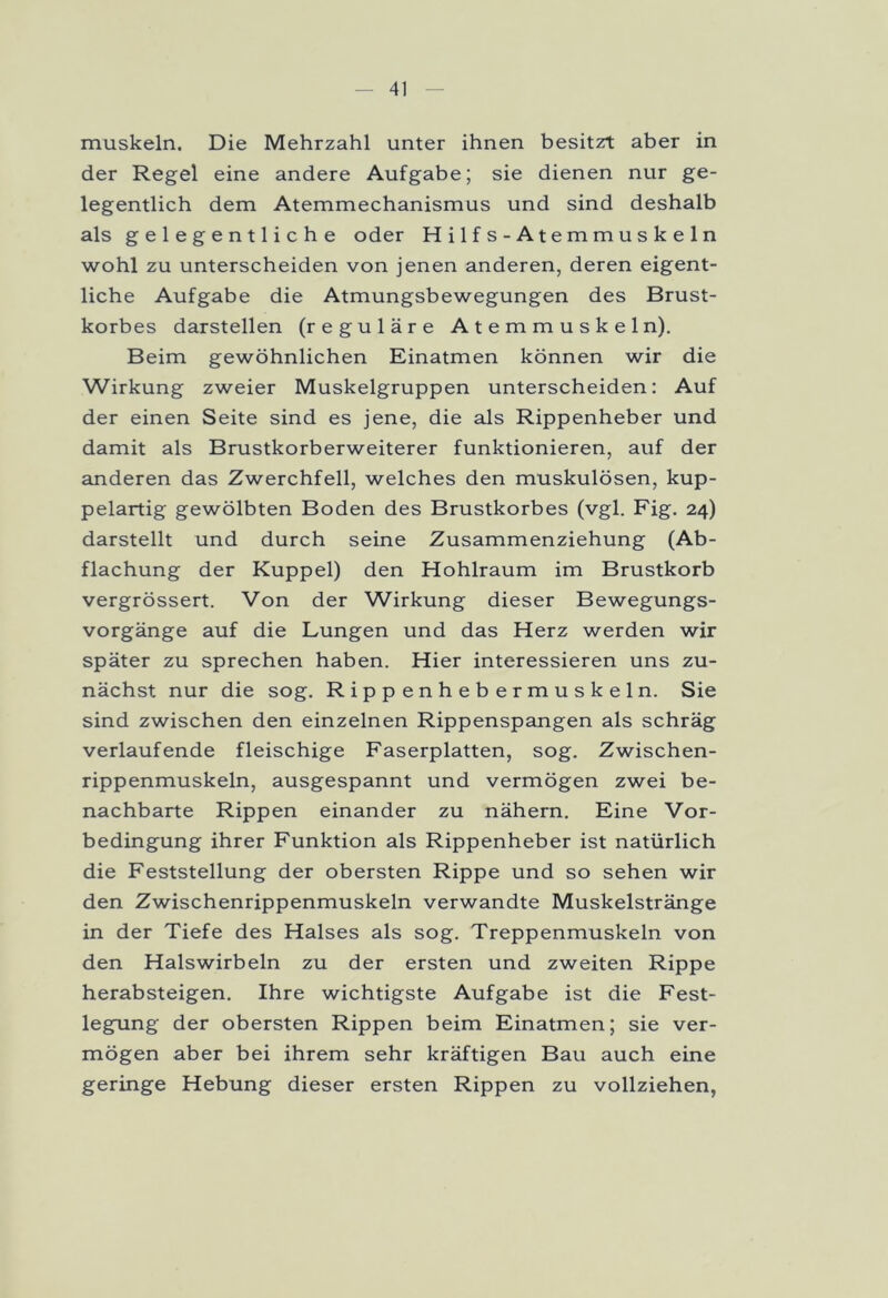 muskeln. Die Mehrzahl unter ihnen besitzt aber in der Regel eine andere Aufgabe; sie dienen nur ge- legentlich dem Atemmechanismus und sind deshalb als gelegentliche oder Hilfs-Atemmuskeln wohl zu unterscheiden von jenen anderen, deren eigent- liche Aufgabe die Atmungsbewegungen des Brust- korbes darstellen (reguläre Atemmuskeln). Beim gewöhnlichen Einatmen können wir die Wirkung zweier Muskelgruppen unterscheiden: Auf der einen Seite sind es jene, die als Rippenheber und damit als Brustkorberweiterer funktionieren, auf der anderen das Zwerchfell, welches den muskulösen, kup- pelartig gewölbten Boden des Brustkorbes (vgl. Fig. 24) darstellt und durch seine Zusammenziehung (Ab- flachung der Kuppel) den Hohlraum im Brustkorb vergrössert. Von der Wirkung dieser Bewegungs- vorgänge auf die Lungen und das Herz werden wir später zu sprechen haben. Hier interessieren uns zu- nächst nur die sog. Rippenhebermuskeln. Sie sind zwischen den einzelnen Rippenspangen als schräg verlaufende fleischige Faserplatten, sog. Zwischen- rippenmuskeln, ausgespannt und vermögen zwei be- nachbarte Rippen einander zu nähern. Eine Vor- bedingung ihrer Funktion als Rippenheber ist natürlich die Feststellung der obersten Rippe und so sehen wir den Zwischenrippenmuskeln verwandte Muskelstränge in der Tiefe des Halses als sog. Treppenmuskeln von den Halswirbeln zu der ersten und zweiten Rippe herabsteigen. Ihre wichtigste Aufgabe ist die Fest- legung der obersten Rippen beim Einatmen; sie ver- mögen aber bei ihrem sehr kräftigen Bau auch eine geringe Hebung dieser ersten Rippen zu vollziehen,