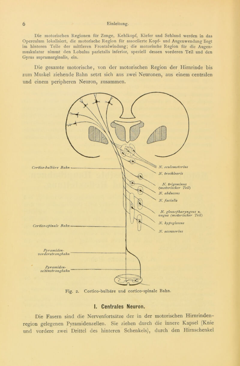 Die motorischen Regionen für Zunge, Kehlkopf, Kiefer und Schlund werden in das Operculum lokalisiert, die motorische Region für associierte Kopf- und Augenwendung liegt im hinteren Teile der mittleren Frontalwindung; die motorische Region für die Augen- muskulatur nimmt den Lobulus parietalis inferior, speziell dessen vorderen Teil und den Gyrus supramarginalis, ein. Die gesamte motorische, von der motorischen Region der Hirnrinde bis zum Muskel ziehende Bahn setzt sich aus zwei Neuronen, aus einem centralen und einem peripheren Neuron, zusammen. I. Centrales Neuron. Die Fasern sind die Nervenfortsätze der in der motorischen Hirnrinden- region gelegenen Pyramidenzellen. Sie ziehen durch die innere Kapsel (Knie und vordere zwei Drittel des hinteren Schenkels), durch den Hirnschenkel