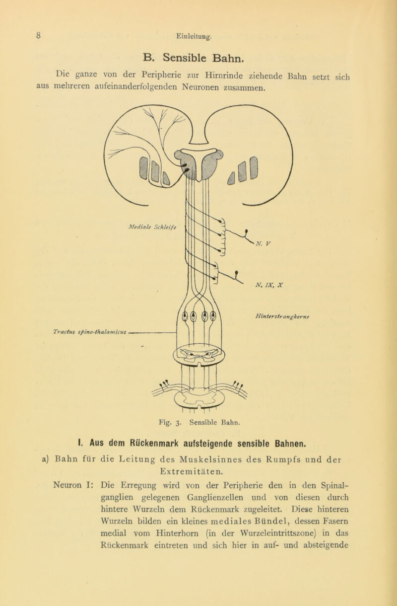 B. Sensible Bahn. Die ganze von der Peripherie zur Hirnrinde ziehende Bahn setzt sich aus mehreren aufeinanderfolgenden Neuronen zusammen. I. Aus dem Rückenmark aufsteigende sensible Bahnen. a) Bahn für die Leitung des Muskelsinnes des Rumpfs und der Extremitäten. Neuron I: Die Erregung wird von der Peripherie den in den Spinal- ganglien gelegenen Ganglienzellen und von diesen durch hintere Wurzeln dem Rückenmark zugeleitet. Diese hinteren Wurzeln bilden ein kleines mediales Bündel, dessen Fasern medial vom Hinterhorn (in der Wurzeleintrittszone) in das Rückenmark eintreten und sich hier in auf- und absteigende