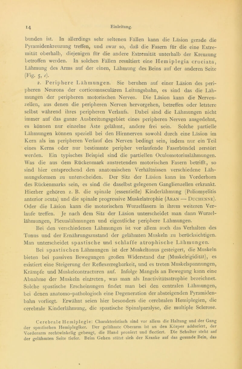 bunden ist. In allerdings sehr seltenen Fällen kann die Läsion gerade die Pyramidenkreuzung treffen, und zwar so, daß die Fasern für die eine Extre- mität oberhalb, diejenigen fiir die andere Extremität unterhalb der Kreuzung betroffen weiden. In solchen Fällen resultiert eine Hemiplegia cruciata, Lähmung des Arms auf der einen, Lähmung des Beins auf der anderen Seite (Fig- 5? *)• 2. Periphere Lähmungen. Sie beruhen auf einer Läsion des peri- pheren Neurons der corticomusculären Leitungsbahn, es sind das die Läh- mungen der peripheren motorischen Nerven. Die Läsion kann die Nerven- zellen, aus denen die peripheren Nerven hervorgehen, betreffen oder letztere selbst während ihres peripheren Verlaufs. Dabei sind die Lähmungen nicht immer auf das ganze Ausbreitungsgebiet eines peripheren Nerven ausgedehnt, es können nur einzelne Äste gelähmt, andere frei sein. Solche partielle Lähmungen können speziell bei den Hirnnerven sowohl durch eine Läsion im Kern als im peripheren Verlauf des Nerven bedingt sein, indem nur ein Teil eines Kerns oder nur bestimmte peripher verlaufende Faserbündel zerstört werden. Ein typisches Beispiel sind die partiellen Oculomotoriuslähmungen. Was die aus dem Rückenmark austretenden motorischen Fasern betrifft, so sind hier entsprechend den anatomischen Verhältnissen verschiedene Läh- mungsformen zu unterscheiden. Der Sitz der Läsion kann im Vorderhorn des Rückenmarks sein, es sind die daselbst gelegenen Ganglienzellen erkrankt. Hierher gehören z. B. die spinale (essentielle) Kinderlähmung (Poliomyelitis anterior acuta) und die spinale progressive Muskelatrophie (Aran — Duchenne). Oder die Läsion kann die motorischen Wurzelfasern in ihrem weiteren Ver- laufe treffen. Je nach dem Sitz der Läsion unterscheidet man dann Wurzel- lähmungen, Plexuslähmungen und eigentliche periphere Lähmungen. Bei den verschiedenen Lähmungen ist vor allem auch das Verhalten des Tonus und der Ernährungszustand der gelähmten Muskeln zu berücksichtigen. Man unterscheidet spastische und schlaffe atrophische Lähmungen. Bei spastischen Lähmungen ist der Muskeltonus gesteigert, die Muskeln bieten bei passiven Bewegungen großen Widerstand dar (Muskelrigidität), es existiert eine Steigerung der Reflexerregbarkeit, und es treten Muskelspannungen, Krämpfe und Muskelcontracturen auf. Infolge Mangels an Bewegung kann eine Abnahme der Muskeln eintreten, was man als Inactivitätsatrophie bezeichnet. Solche spastische Erscheinungen findet man bei den centralen Lähmungen, bei denen anatomo-pathologisch eine Degeneration der absteigenden Pyramiden- bahn vorliegt. Erwähnt seien hier besonders die cerebralen Hemiplegien, die cerebrale Kinderlähmung, die spastische Spinalparalyse, die multiple Sclerose. Cerebrale Hemiplegie: Charakteristisch sind vor allem die Haltung und der Gang der spastischen Hemiplegiker. Der gelähmte Oberarm ist an den Körper adduciert, der Vorderarm rechtwinkelig gebeugt, die Hand proniert und flectiert. Die Schulter steht auf der gelähmten Seite tiefer. Beim Gehen stützt sich der Kranke auf das gesunde Bein, das