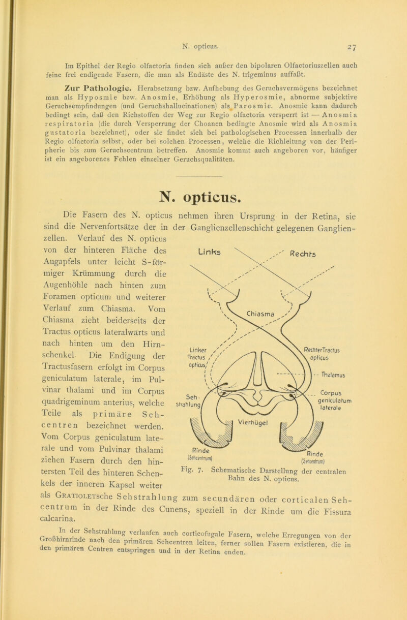Im Epithel der Regio olfactoria finden sich außer den bipolaren Olfactoriuszellen auch feine frei endigende Fasern, die man als Endäste des N. trigeminus auffaßt. Zur Pathologie. Herabsetzung bzw. Aufhebung des Geruchsvermögens bezeichnet man als Hyposmie bzw. Anosmie, Erhöhung als Hyperosmie, abnorme subjektive Geruchsempfindungen (und Geruchshallucinationen) als Parosmie. Anosmie kann dadurch bedingt sein, daß den Richstoffen der Weg zur Regio olfactoria versperrt ist — Anosmia respiratoria (die durch Versperrung der Choanen bedingte Anosmie wird als Anosmia gustatoria bezeichnet), oder sie findet sich bei pathologischen Processen innerhalb der Regio olfactoria selbst, oder bei solchen Processen, welche die Richleitung von der Peri- pherie bis zum Geruchscentrum betreffen. Anosmie kommt auch angeboren vor, häufiger ist ein angeborenes Fehlen einzelner Geruchsqualitäten. Die Fasern des N. opticus nehmen ihren Ursprung in der Retina, sie sind die Nervenfortsätze der in der Ganglienzellenschicht gelegenen Ganglien- zellen. Verlauf des N. opticus tersten Teil des hinteren Sehen- I lg‘ 7' Schematische Darstellung der centralen N. opticus. von der hinteren Fläche des Augapfels unter leicht S-för- miger Krümmung durch die Augenhöhle nach hinten zum Foramen opticum und weiterer Verlauf zum Chiasma. Vom Chiasma zieht beiderseits der Tractus opticus lateralwärts und nach hinten um den Hirn- schenkel. Die Endigung der Tractusfasern erfolgt im Corpus geniculatum laterale, im Pul- vinar thalami und im Corpus quadrigeminum anterius, welche Teile als primäre Seh- centren bezeichnet werden. Vom Corpus geniculatum late- rale und vom Pulvinar thalami ziehen Fasern durch den hin- (Sehcenfrum) kels der inneren Kapsel weiter als GRATioLETsche Sehstrahlu Bahn des N. opticus. ung zum secundären oder corticalen Seh- calcarina. centrum in der Rinde des Cunens, speziell in der Rinde um die Fissura
