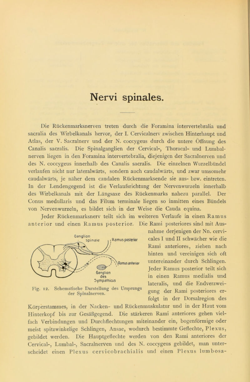 Nervi spinales. Die Rückenmarksnerven treten durch die Foramina intervertebralia und sacralia des Wirbelkanals hervor, der I. Cervicalnerv zwischen Hinterhaupt und Atlas, der V. Sacralnerv und der N. coccygeus durch die untere Öffnung des Canalis sacralis. Die Spinalganglien der Cervical-, Thoracal- und Lumbal- nerven liegen in den Foramina intervertebralia, diejenigen der Sacralnerven und des N. coccygeus innerhalb des Canalis sacralis. Die einzelnen Wurzelbündel verlaufen nicht nur lateralwärts, sondern auch caudalwärts, und zwar umsomehr caudalwärts, je näher dem caudalen Rückenmarksende sie aus- bzw. eintreten. In der Lendengegend ist die Verlaufsrichtung der Nervenwurzeln innerhalb des Wirbelkanals mit der Längsaxe des Rückenmarks nahezu parallel. Der Conus medullaris und das Filum terminale liegen so inmitten eines Bündels von Nervenwurzeln, es bildet sich in der Weise die Cauda equina. Jeder Rückenmarksnerv teilt sich im weiteren Verlaufe in einen Ramus anterior und einen Ramus posterior. Die Rami posteriores sind mit Aus- nahme derjenigen der Nn. cervi- cales I und II schwächer wie die Rami anteriores, ziehen nach hinten und vereinigen sich oft untereinander durch Schlingen. Jeder Ramus posterior teilt sich in einen Ramus medialis und lateralis, und die Endverzwei- gung der Rami posteriores er- folgt in der Dorsalregion des Körperstammes, in der Nacken- und Rückenmuskulatur und in der Haut vom Hinterkopf bis zur Gesäßgegend. Die stärkeren Rami anteriores gehen viel- fach Verbindungen und Durchflechtungen miteinander ein, bogenförmige oder meist spitzwinkelige Schlingen, Ansae, wodurch bestimmte Geflechte, Plexus, gebildet werden. Die Hauptgeflechte werden von den Rami anteriores der Cervical-, Lumbal-, Sacralnerven und des N. coccygeus gebildet, man unter- scheidet einen Plexus cervicobrachialis und einen Plexus lumbosa- Fig. 12. Schematische Darstellung des Ursprungs der Spinalnerven.